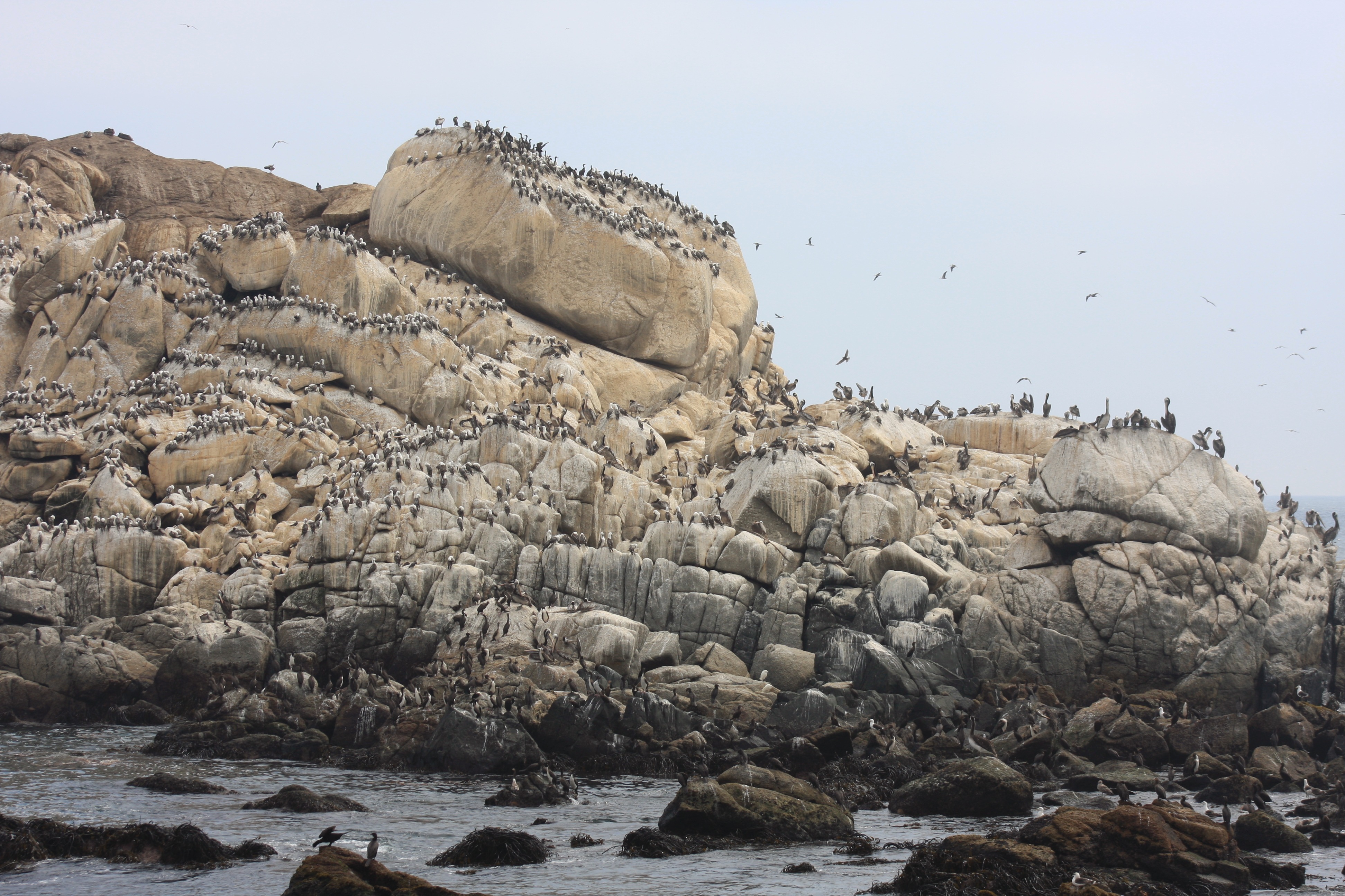 Free download high resolution image - free image free photo free stock image public domain picture -sea lions rookery and birds on the beach in Valparaiso