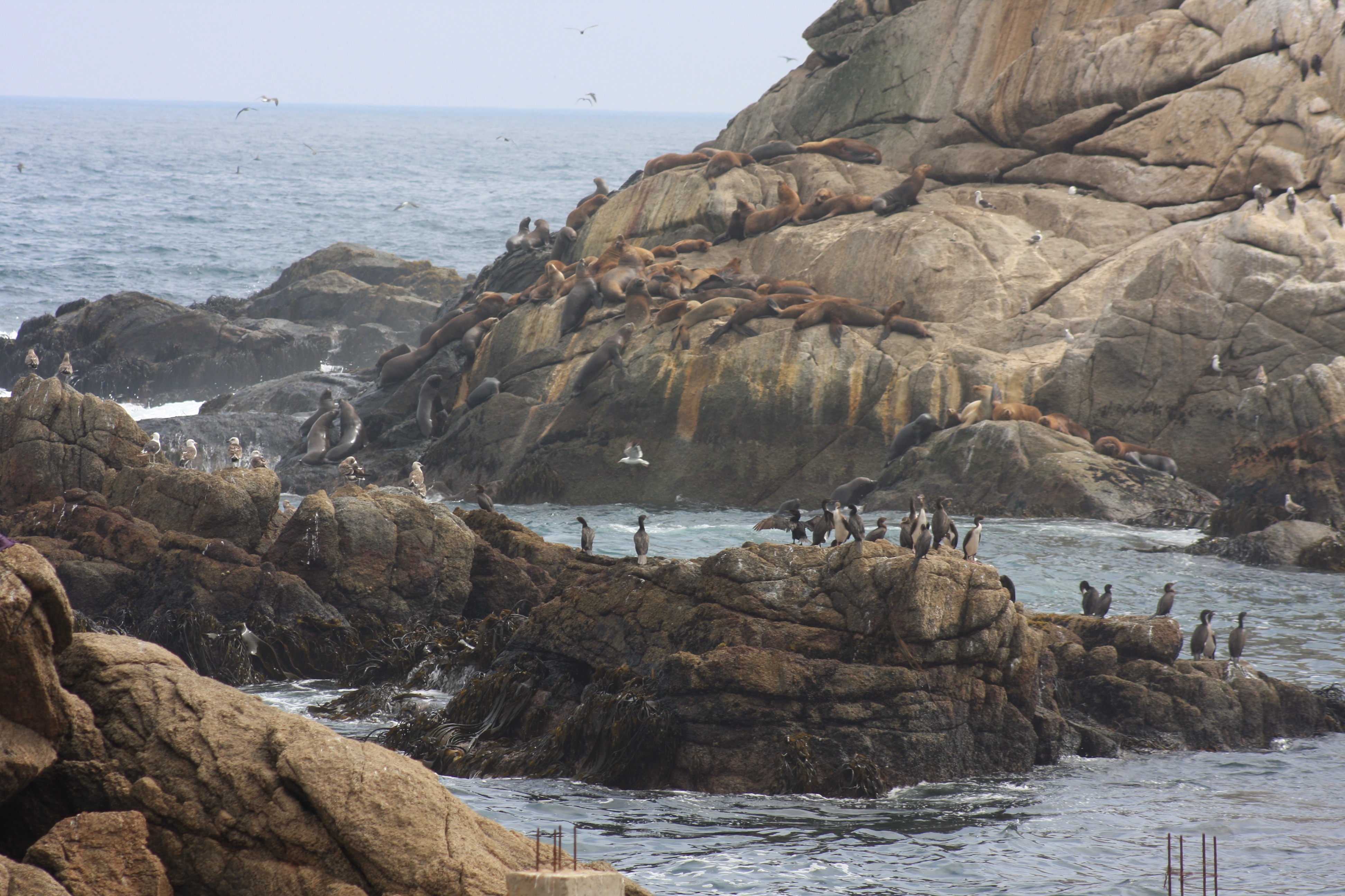 Free download high resolution image - free image free photo free stock image public domain picture -sea lions rookery and birds on the beach in Valparaiso