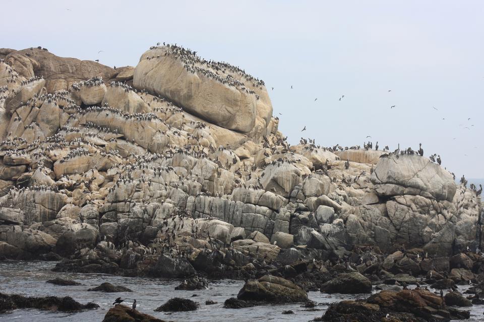 Free download high resolution image - free image free photo free stock image public domain picture  sea lions rookery and birds on the beach in Valparaiso