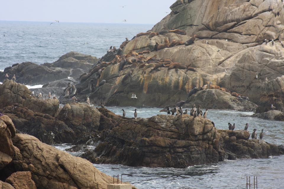 Free download high resolution image - free image free photo free stock image public domain picture  sea lions rookery and birds on the beach in Valparaiso