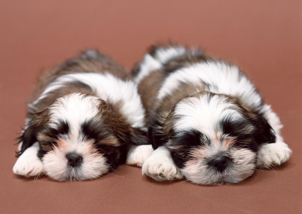 Free download high resolution image - free image free photo free stock image public domain picture  Two cute bichon havanese puppies