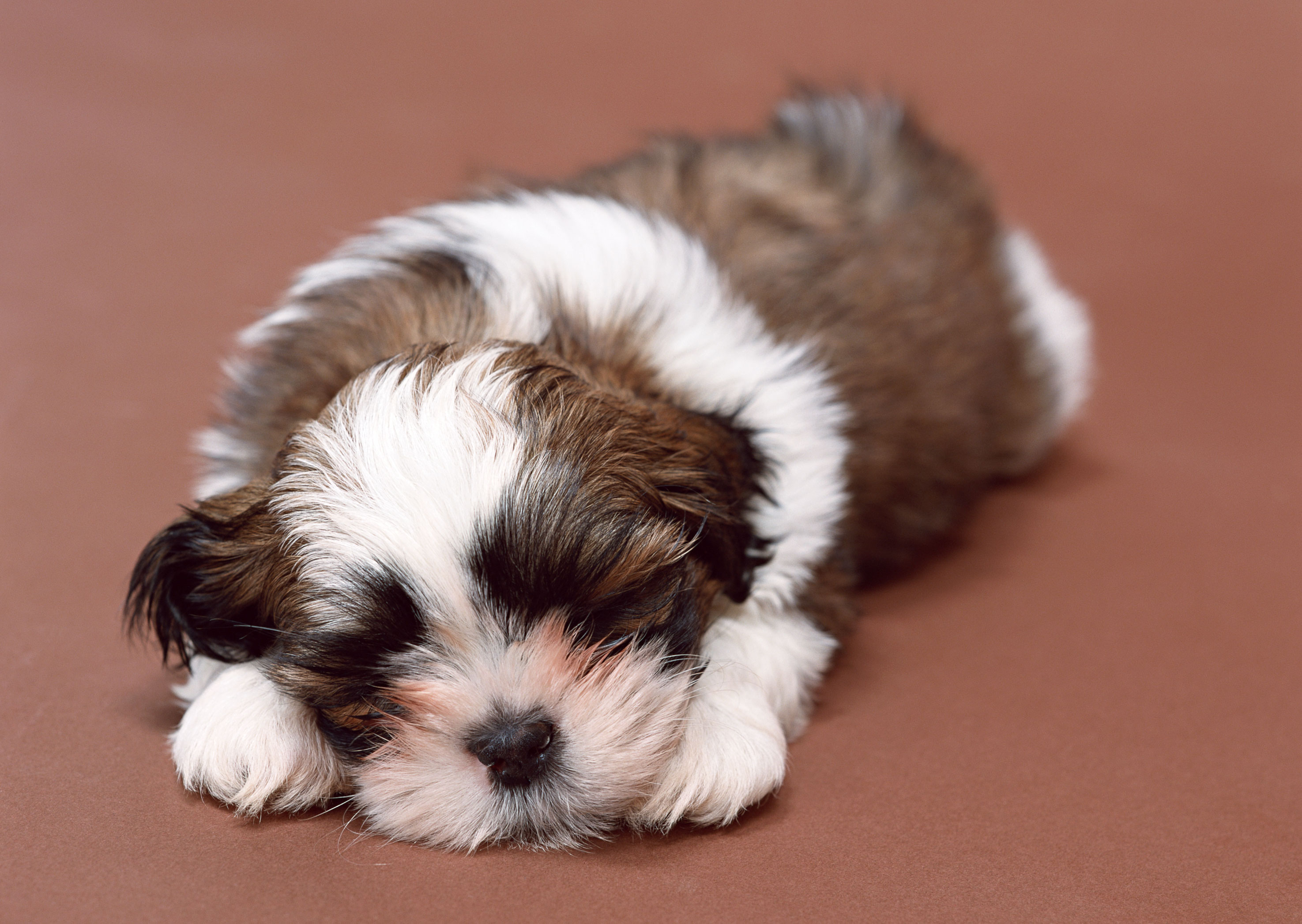 Free download high resolution image - free image free photo free stock image public domain picture -cute bichon havanese puppy