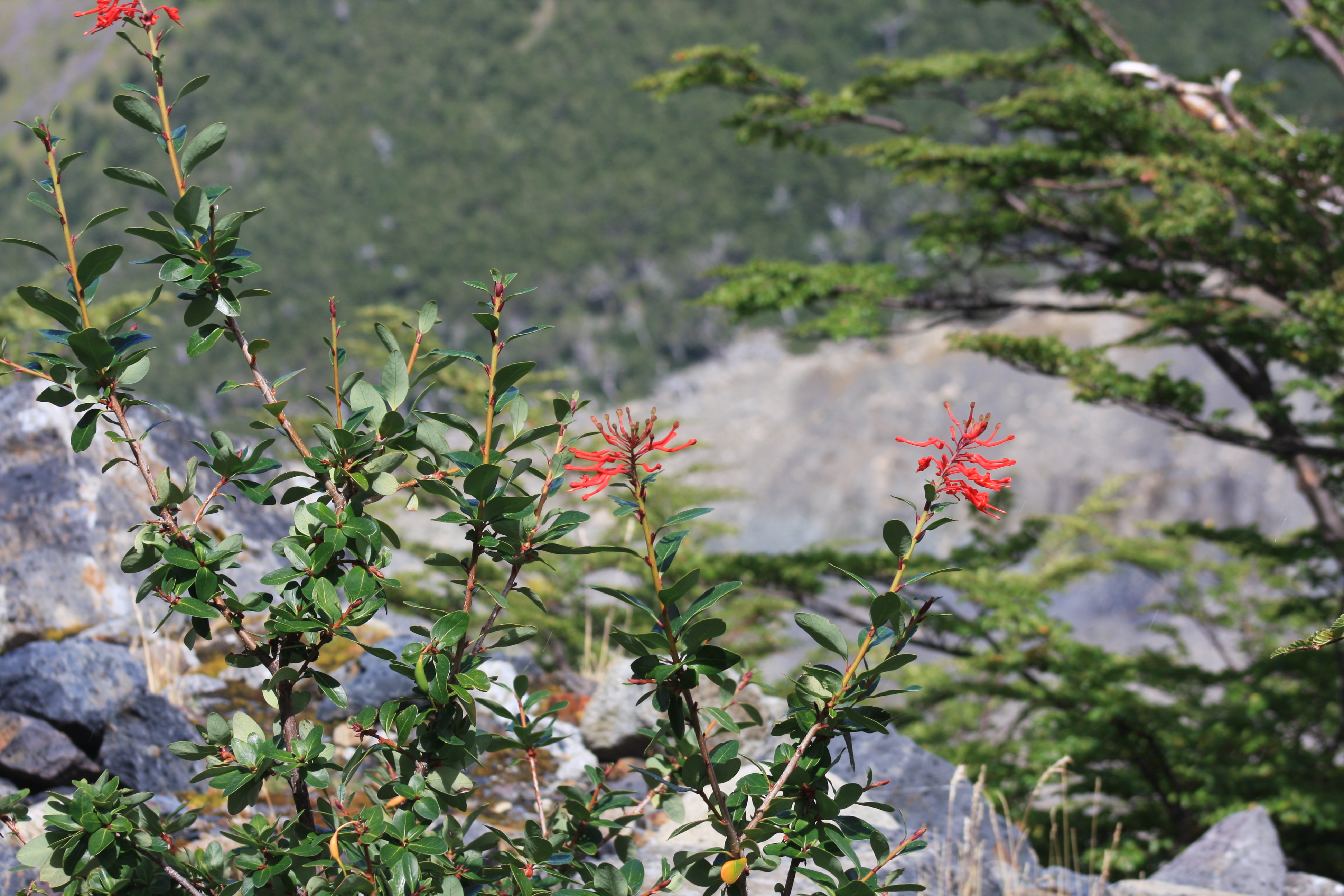 Free download high resolution image - free image free photo free stock image public domain picture -Beautiful flowers in mountain