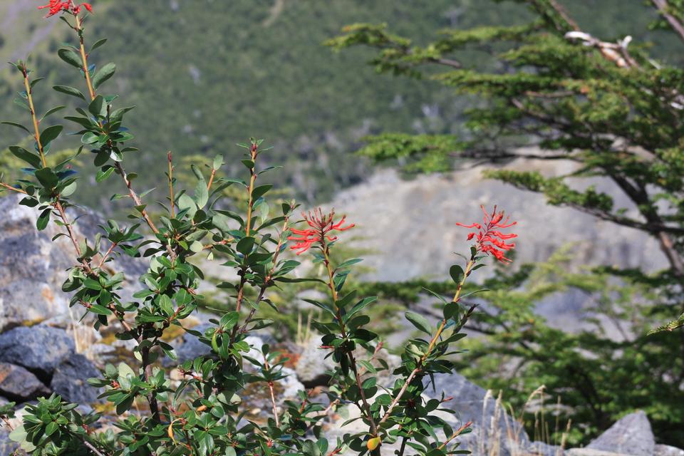 Free download high resolution image - free image free photo free stock image public domain picture  Beautiful flowers in mountain