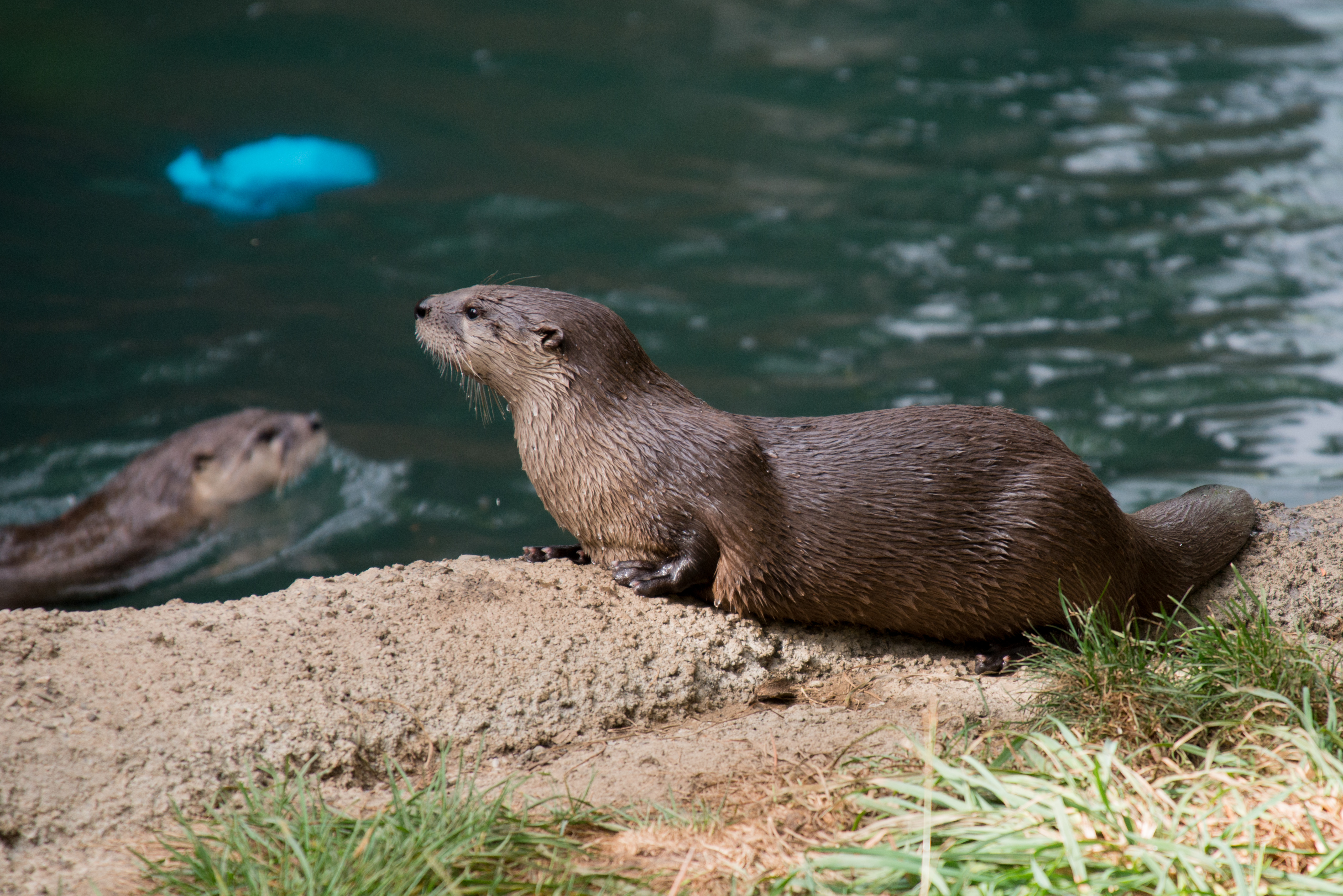 Free download high resolution image - free image free photo free stock image public domain picture -American river otter