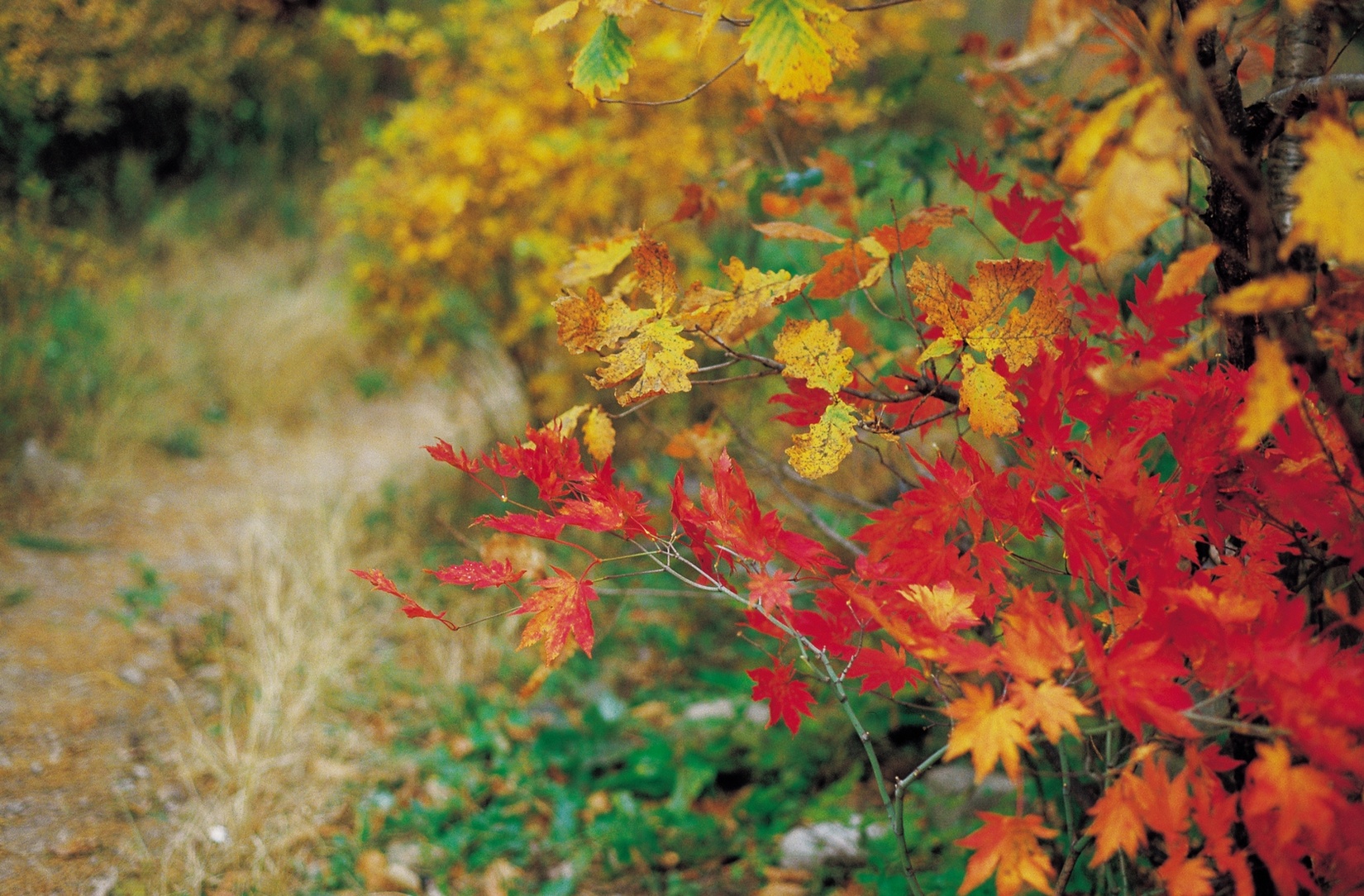 Free download high resolution image - free image free photo free stock image public domain picture -Fall colored foilage leaves