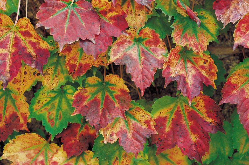 Free download high resolution image - free image free photo free stock image public domain picture  Fall colored foilage leaves