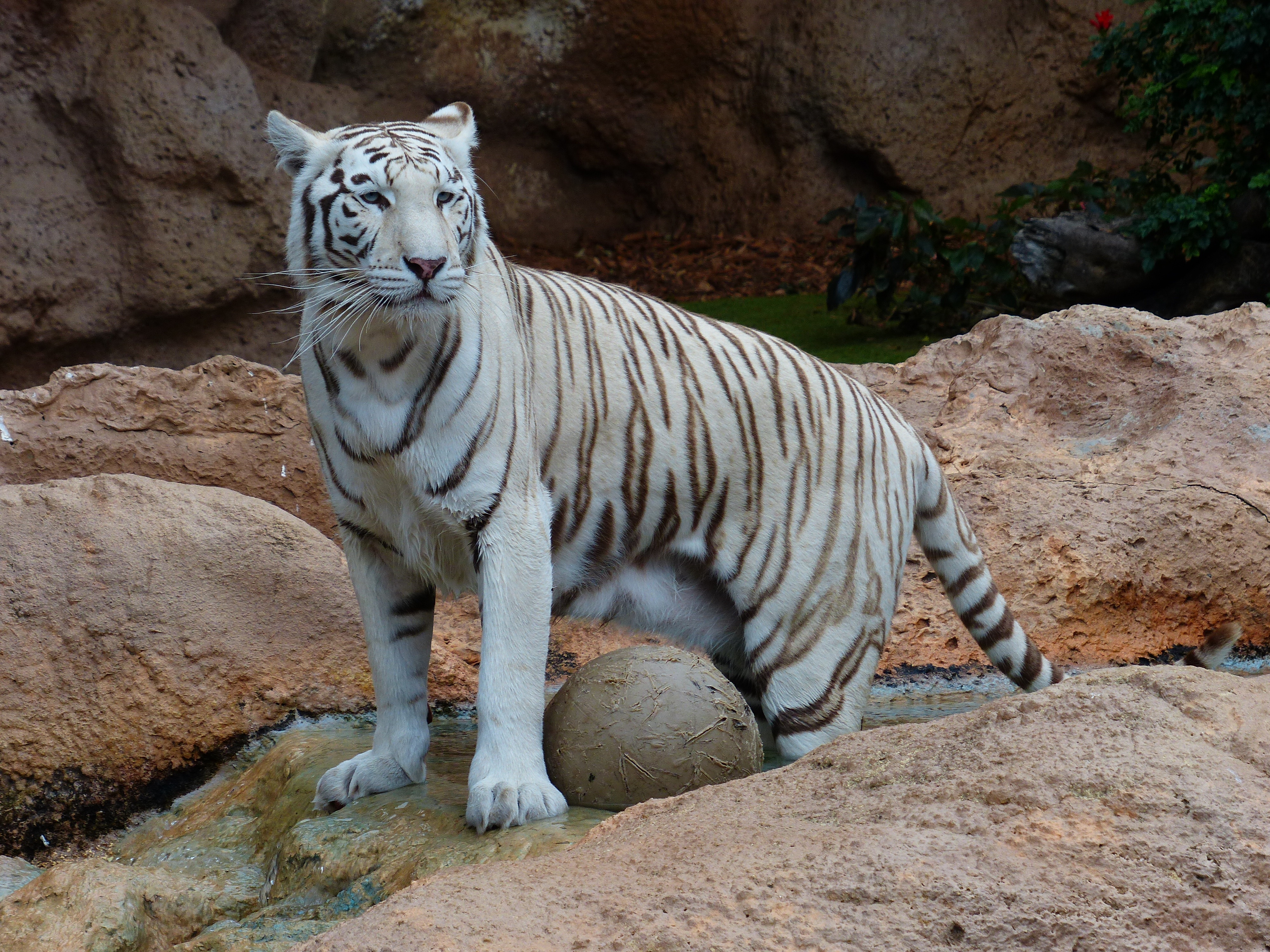 Free download high resolution image - free image free photo free stock image public domain picture -White Bengal tiger