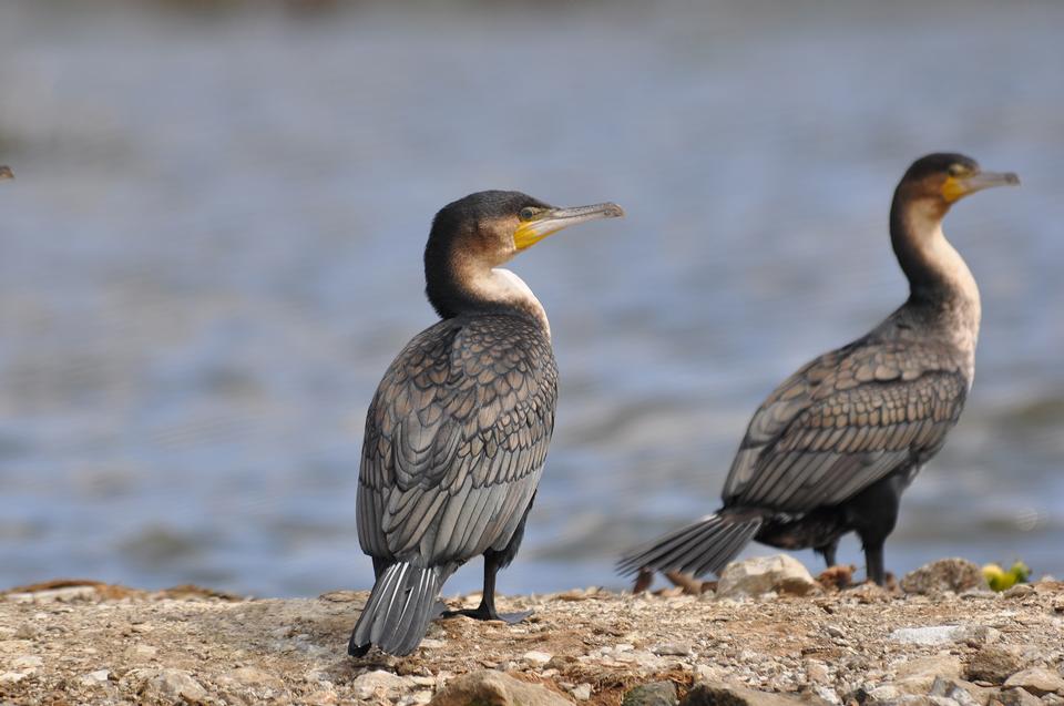 Free download high resolution image - free image free photo free stock image public domain picture  White-breasted Cormorant