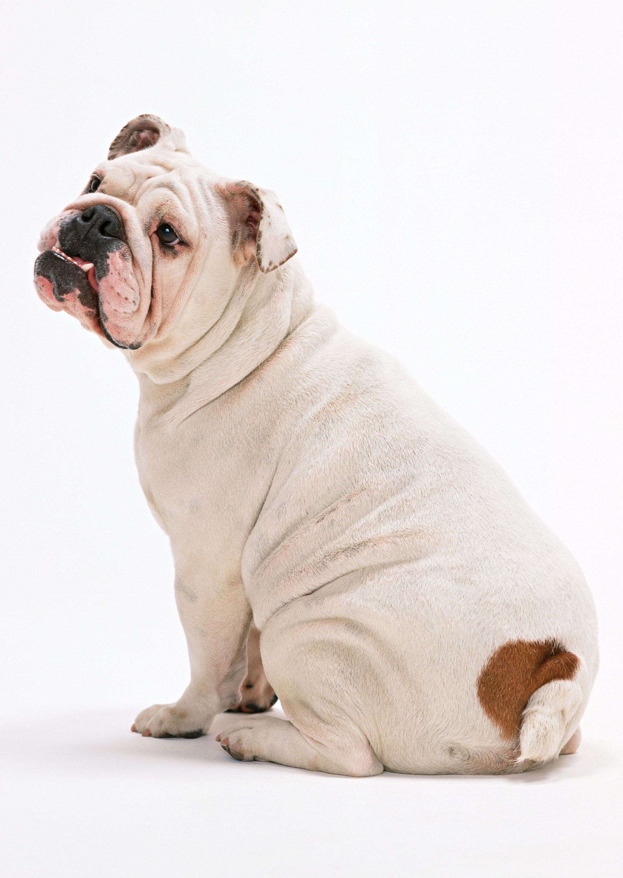 Free download high resolution image - free image free photo free stock image public domain picture -A young English Bulldog sitting