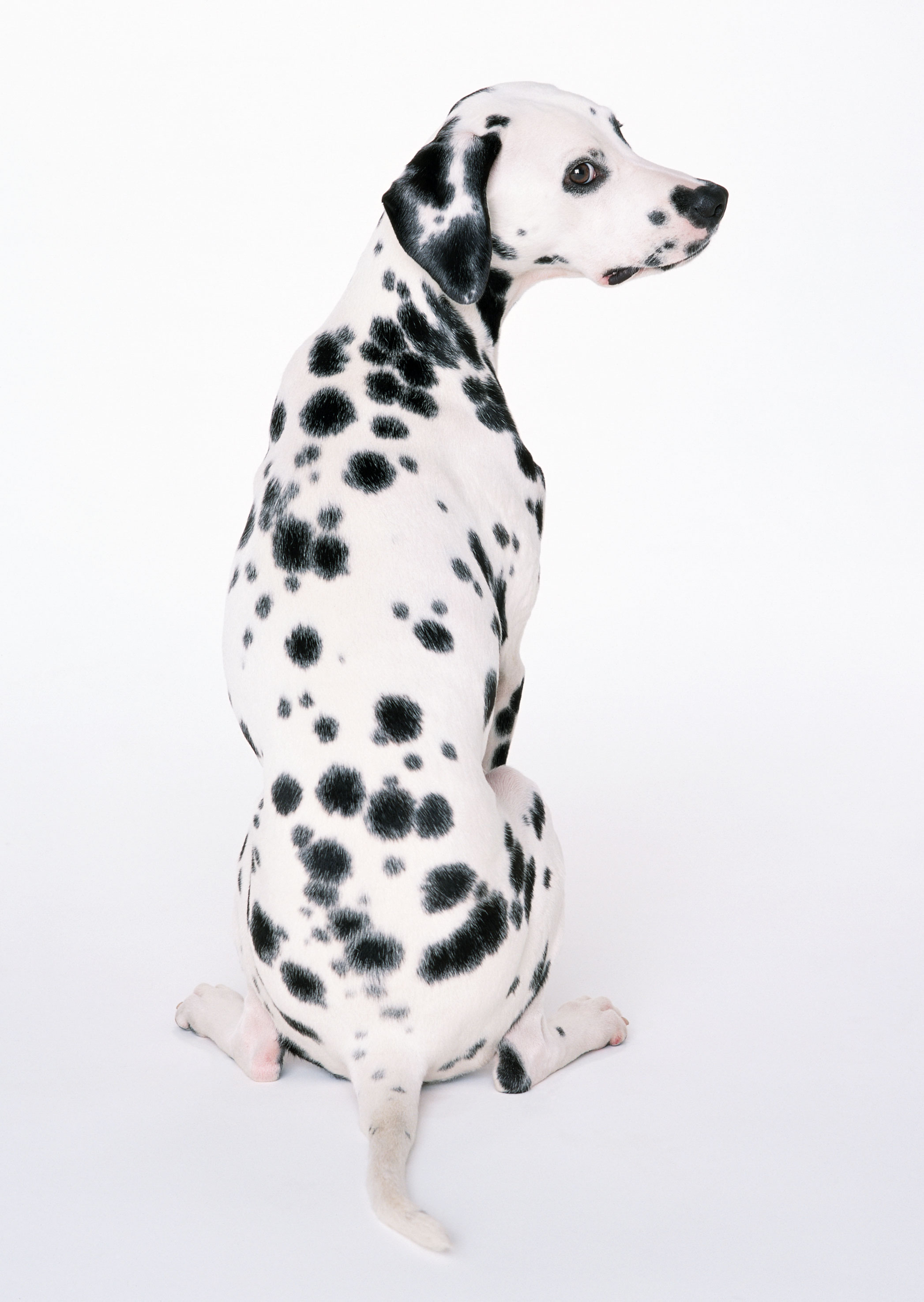 Free download high resolution image - free image free photo free stock image public domain picture -dalmatian dog sitting