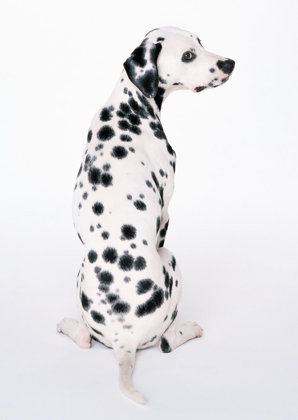 Free download high resolution image - free image free photo free stock image public domain picture  dalmatian dog sitting