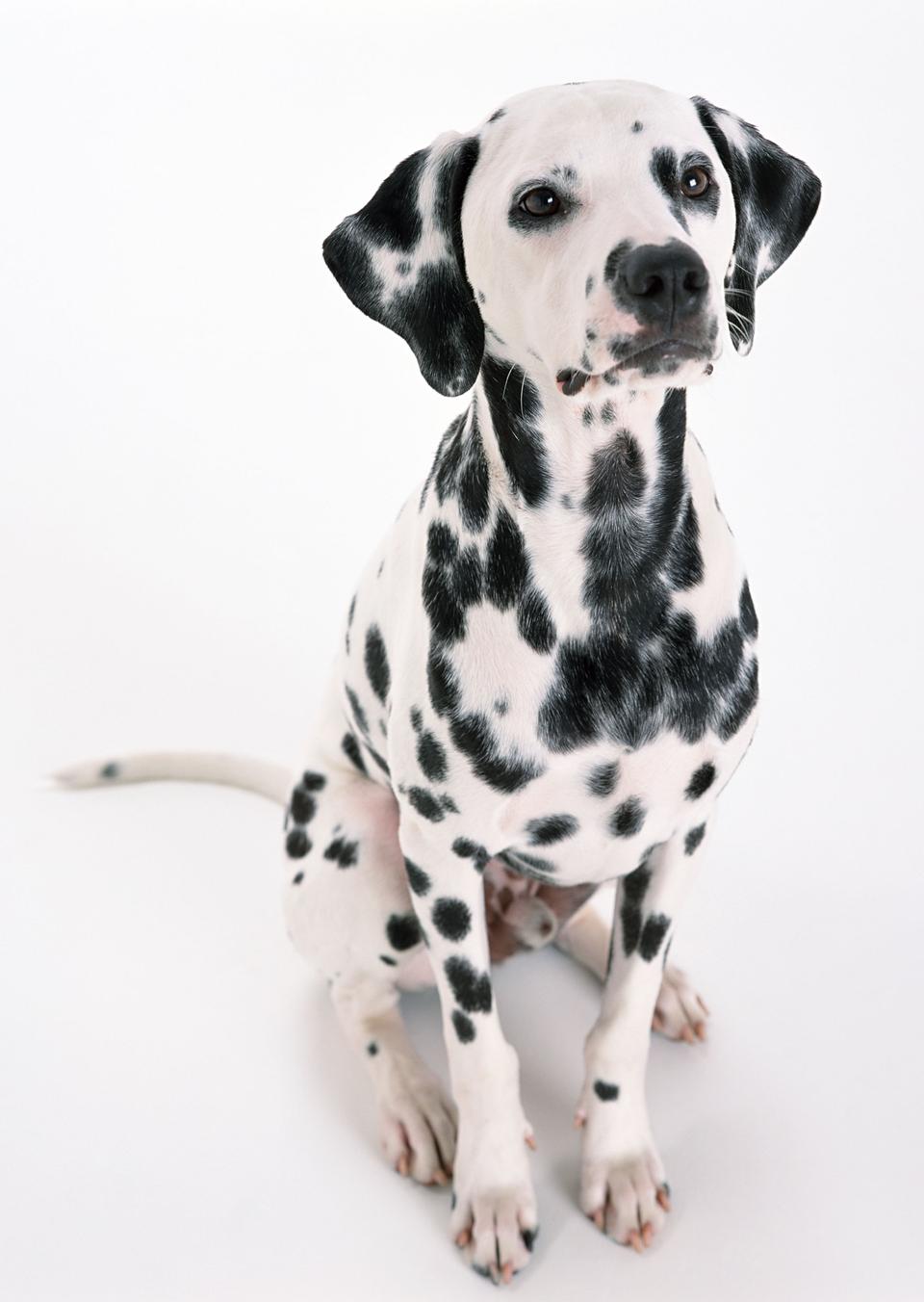 Free download high resolution image - free image free photo free stock image public domain picture  Dalmatian sitting