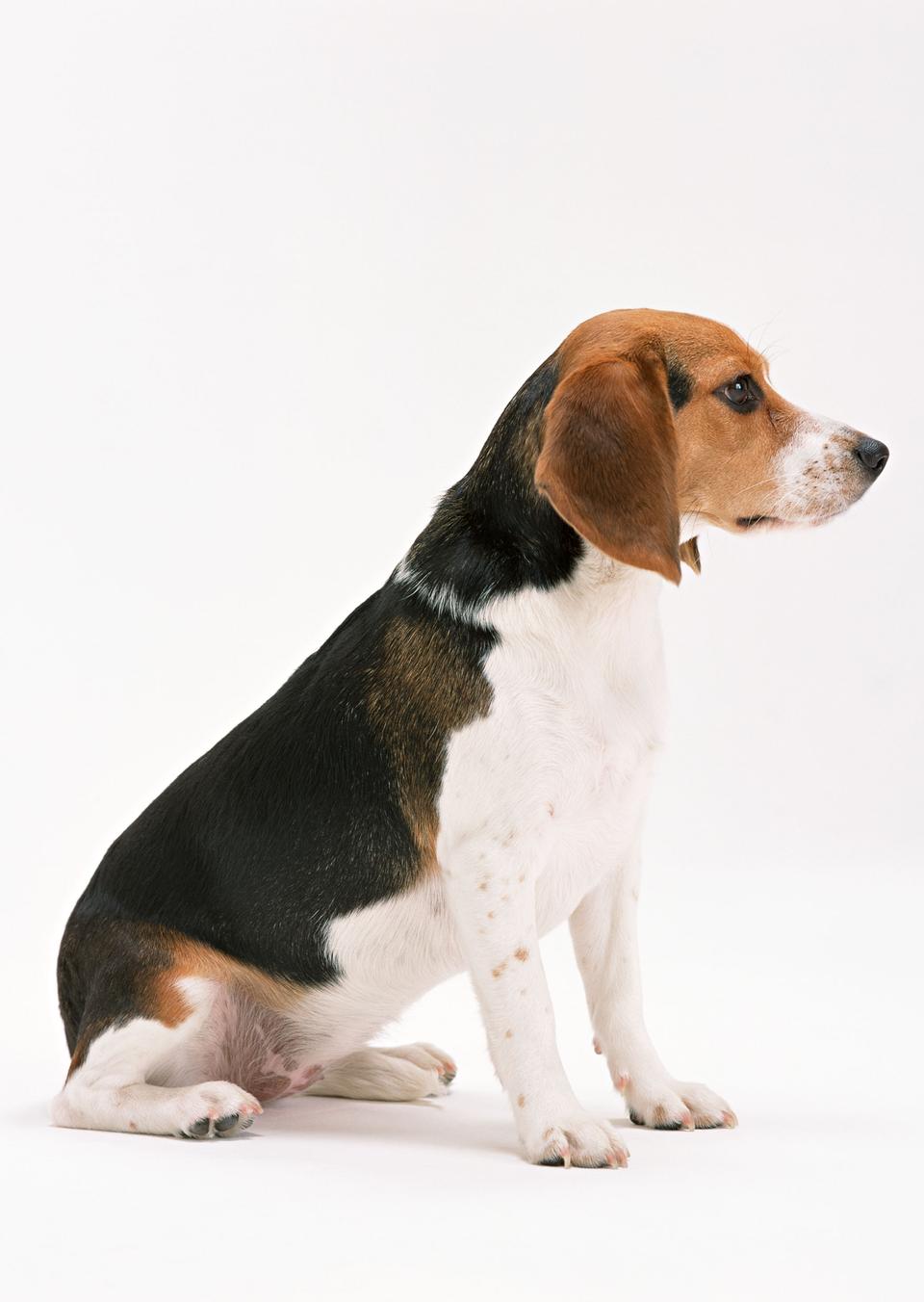 Free download high resolution image - free image free photo free stock image public domain picture  beagle dog isolated on white background