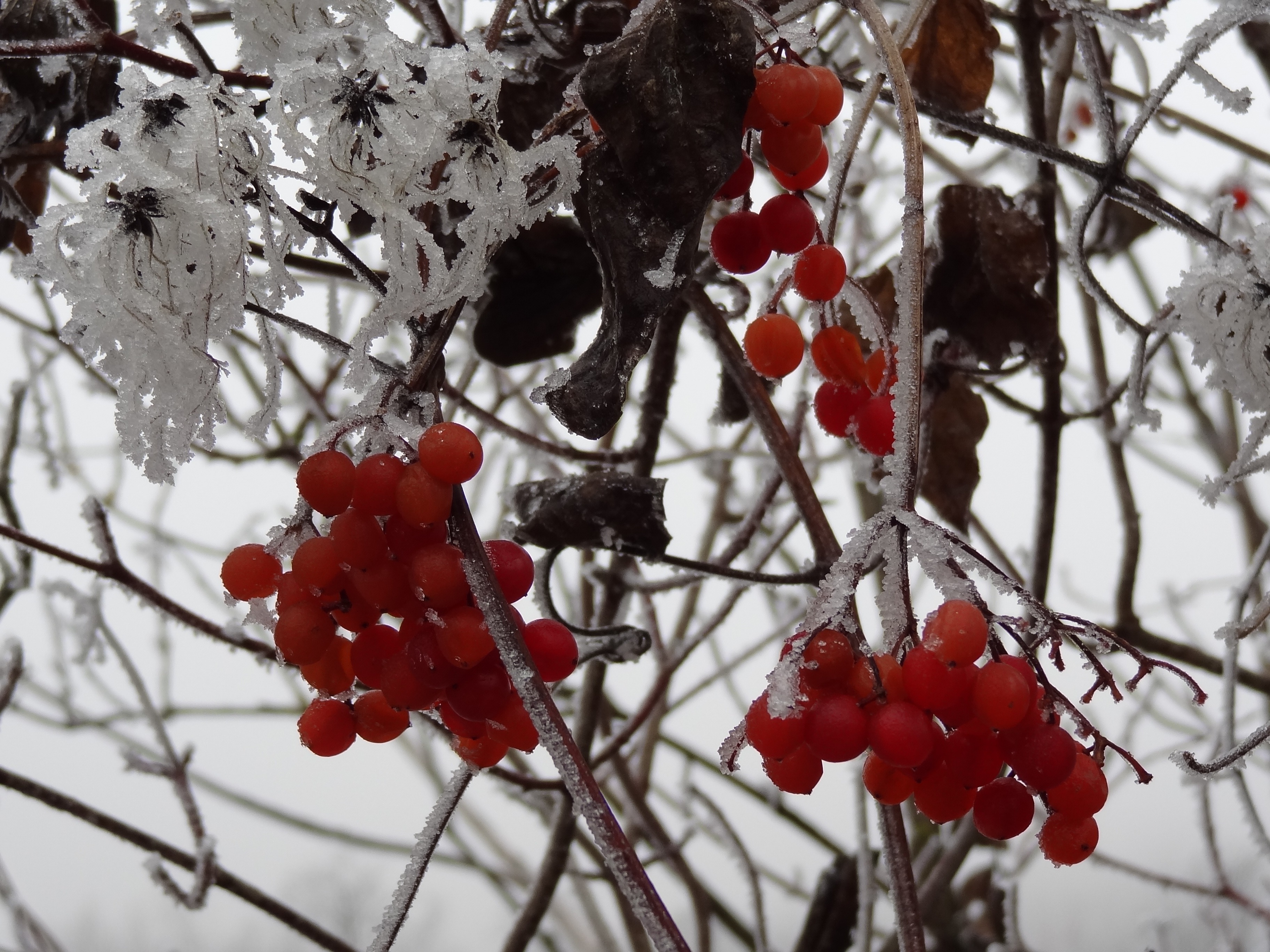 Free download high resolution image - free image free photo free stock image public domain picture -Red frozen rowan berries on foggy sky