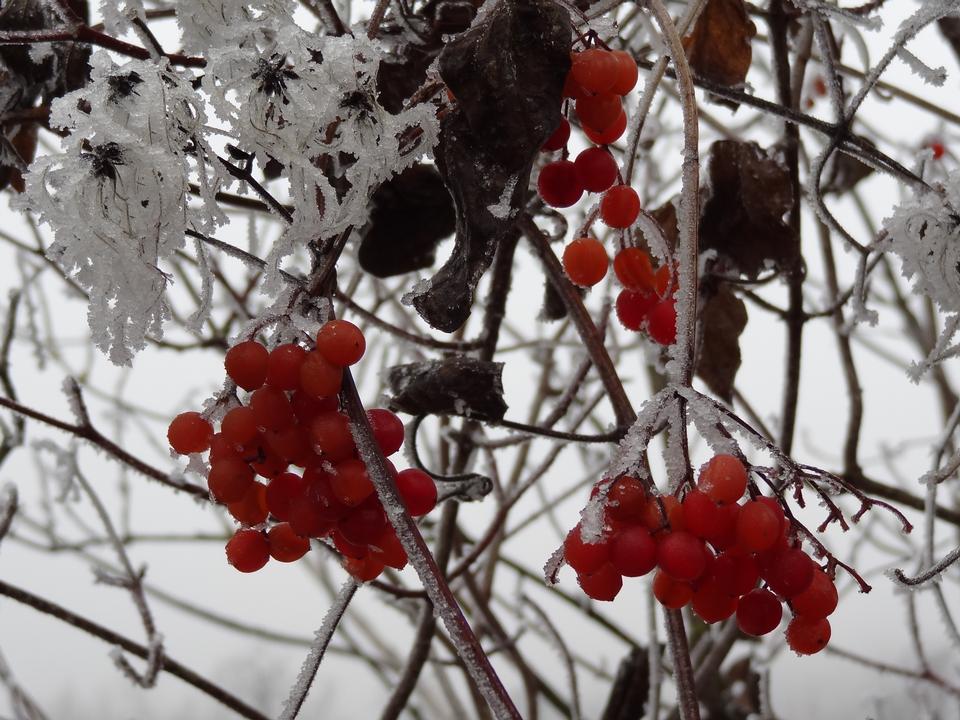 Free download high resolution image - free image free photo free stock image public domain picture  Red frozen rowan berries on foggy sky