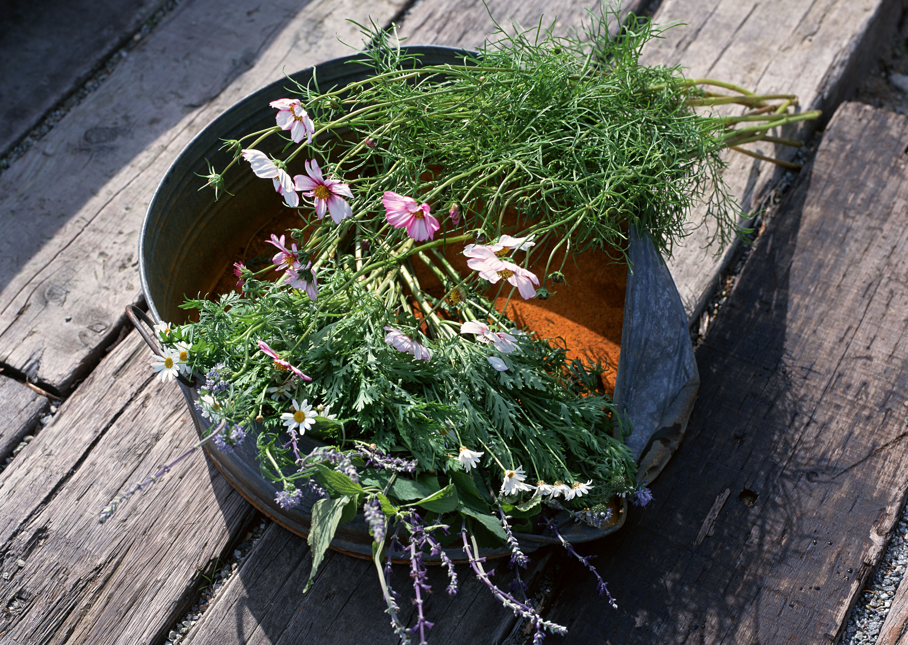 Free download high resolution image - free image free photo free stock image public domain picture -Fresh garden herbs in recycled tin cans