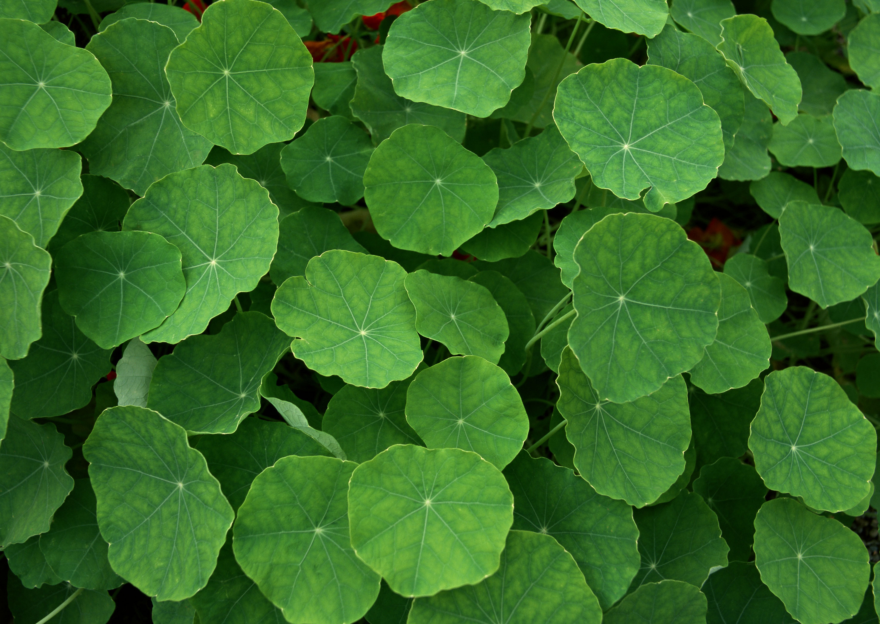 Free download high resolution image - free image free photo free stock image public domain picture -ackground of green plants