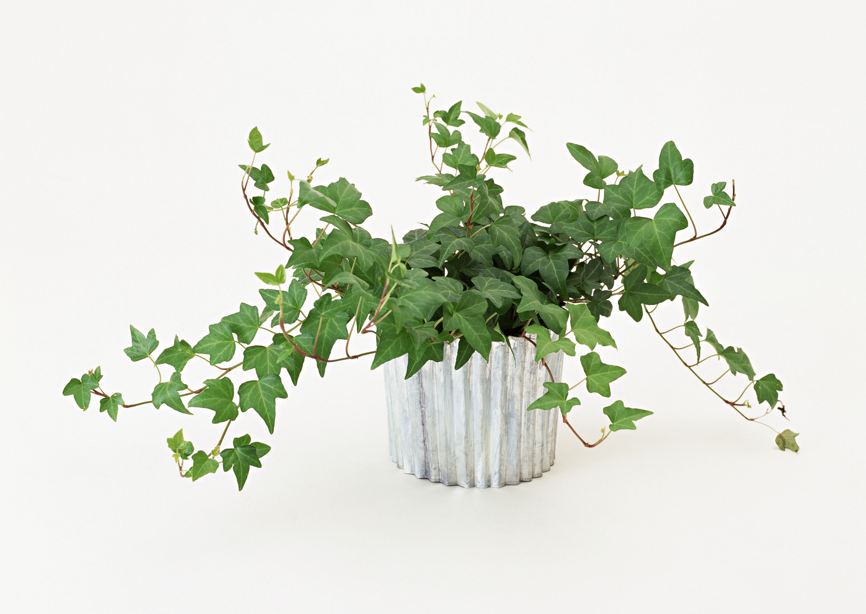 Free download high resolution image - free image free photo free stock image public domain picture -Green ivy in flowerpot