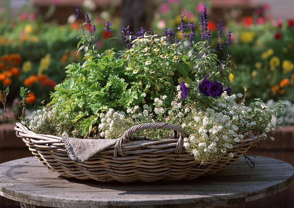 Free download high resolution image - free image free photo free stock image public domain picture  Basket with herbs/herbs/summer