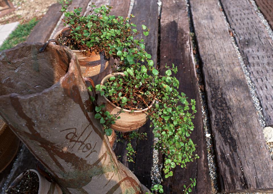 Free download high resolution image - free image free photo free stock image public domain picture  Houseplant ivy in a flowerpot