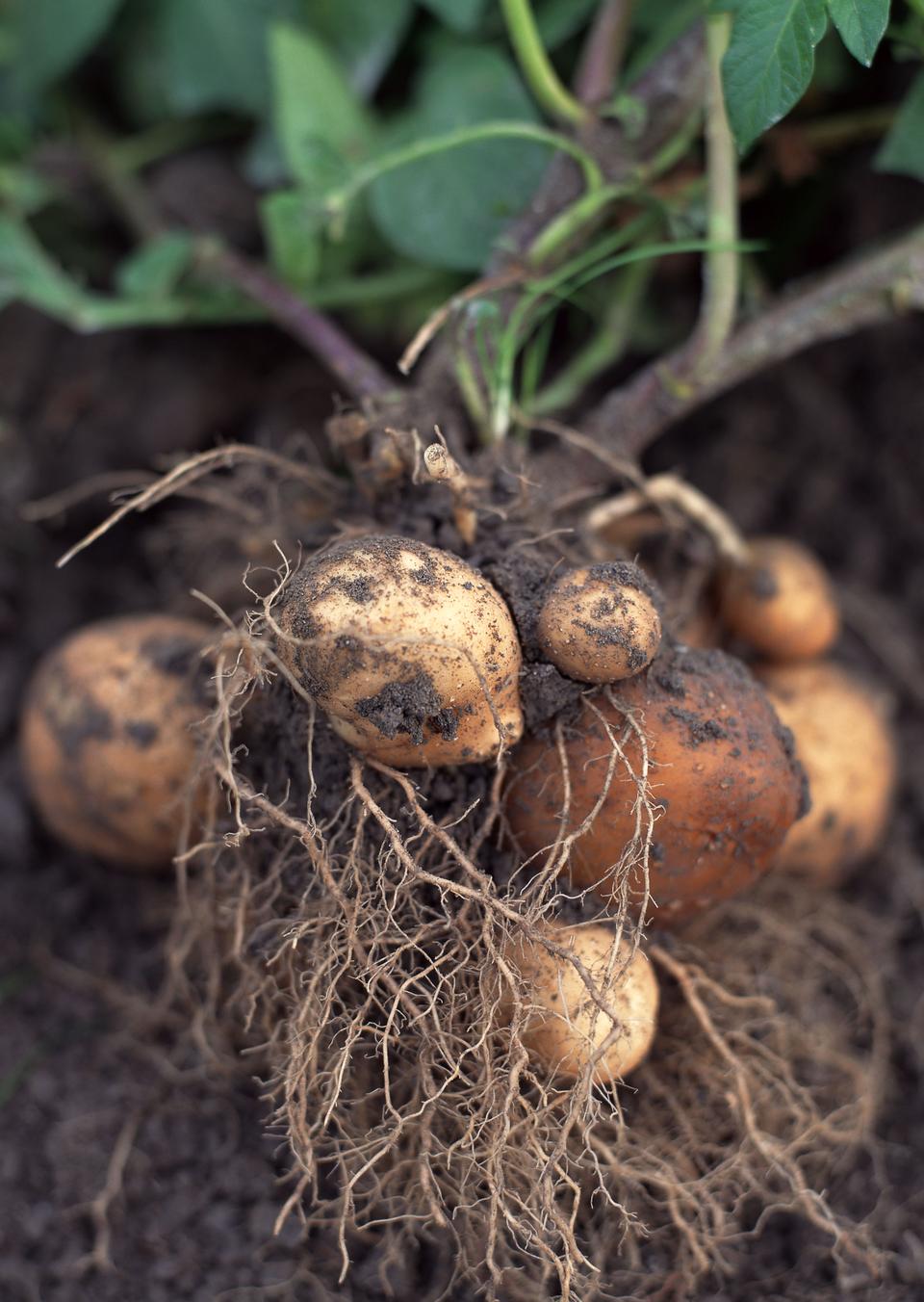 Free download high resolution image - free image free photo free stock image public domain picture  potato crop in the vegetable garden