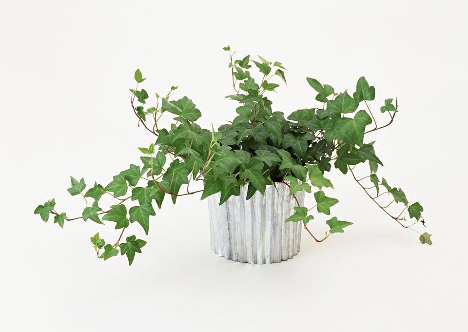 Free download high resolution image - free image free photo free stock image public domain picture  Green ivy in flowerpot