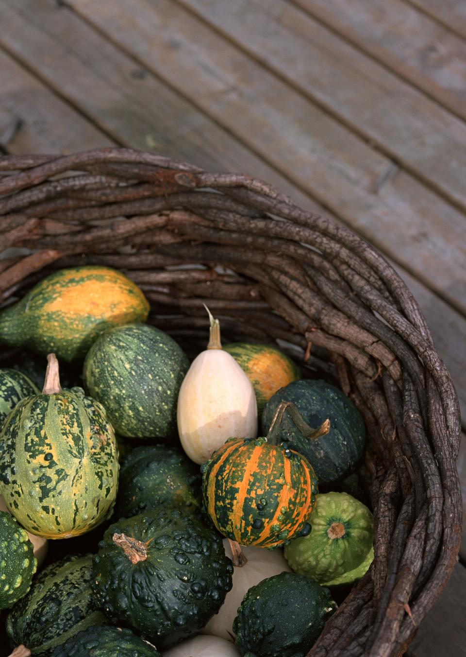 Free download high resolution image - free image free photo free stock image public domain picture  Freshly harvested in large basket with pumpkin