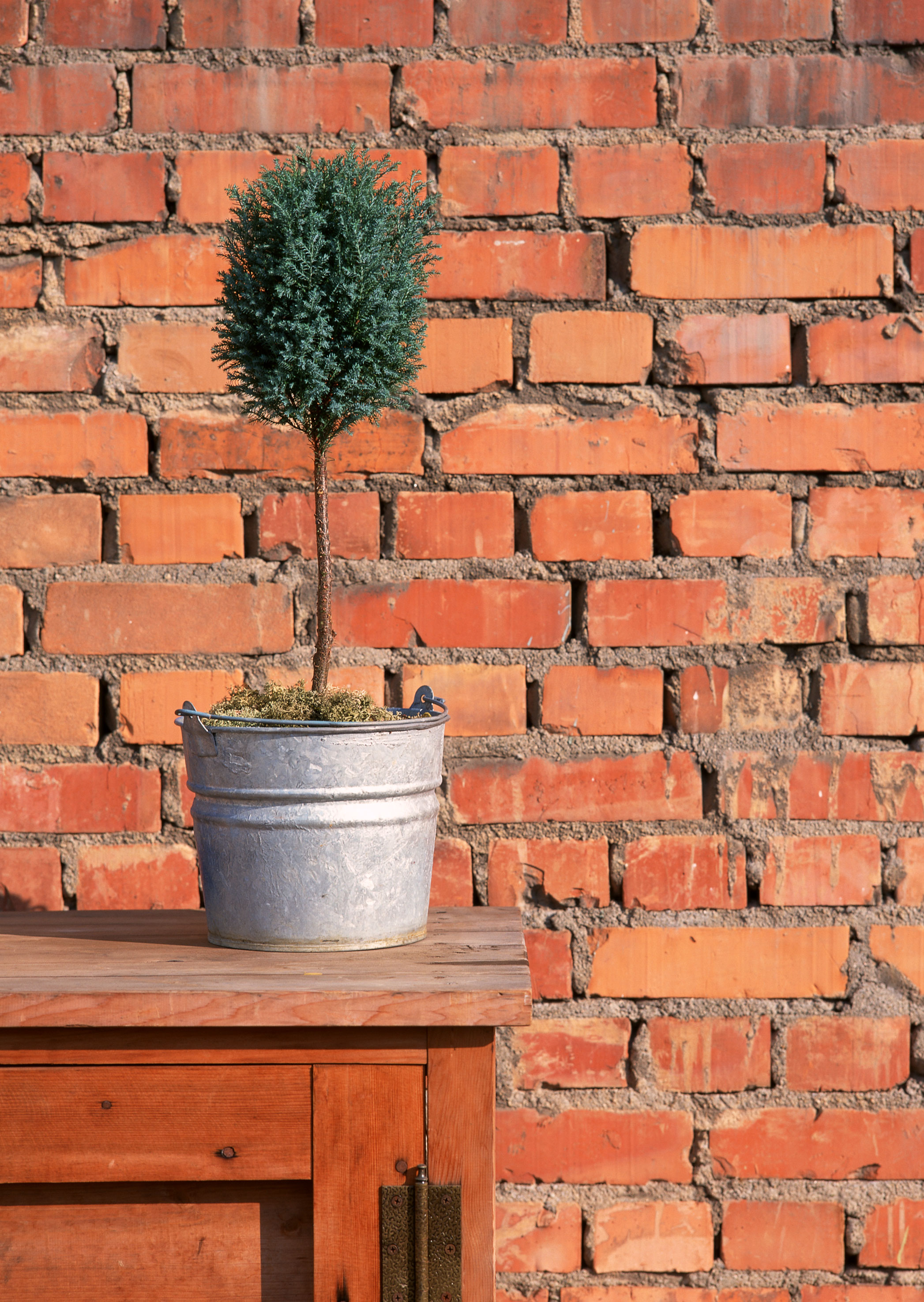 Free download high resolution image - free image free photo free stock image public domain picture -Can flower pot with green plant on table