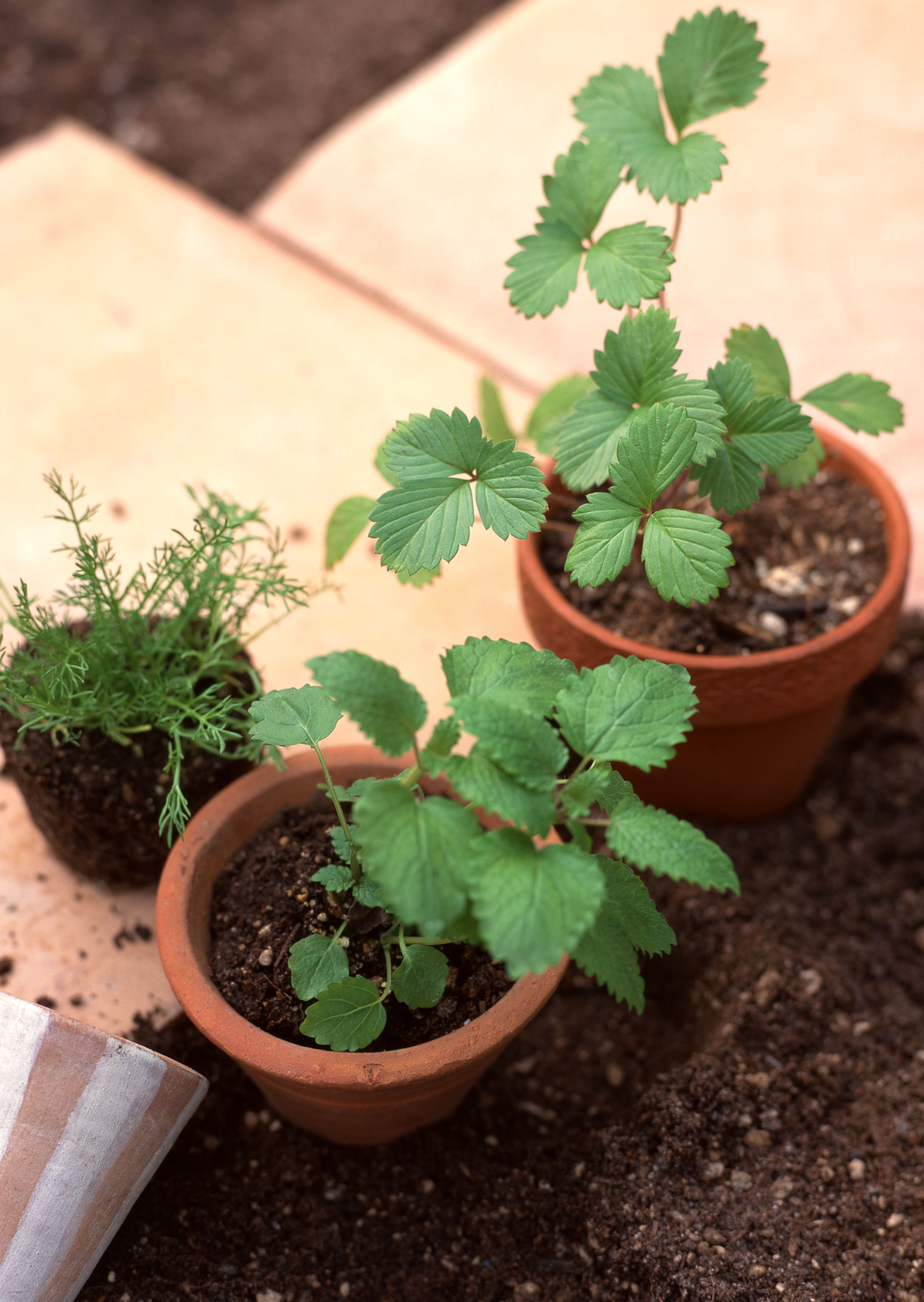 Free download high resolution image - free image free photo free stock image public domain picture -Planting of vegetable seeds