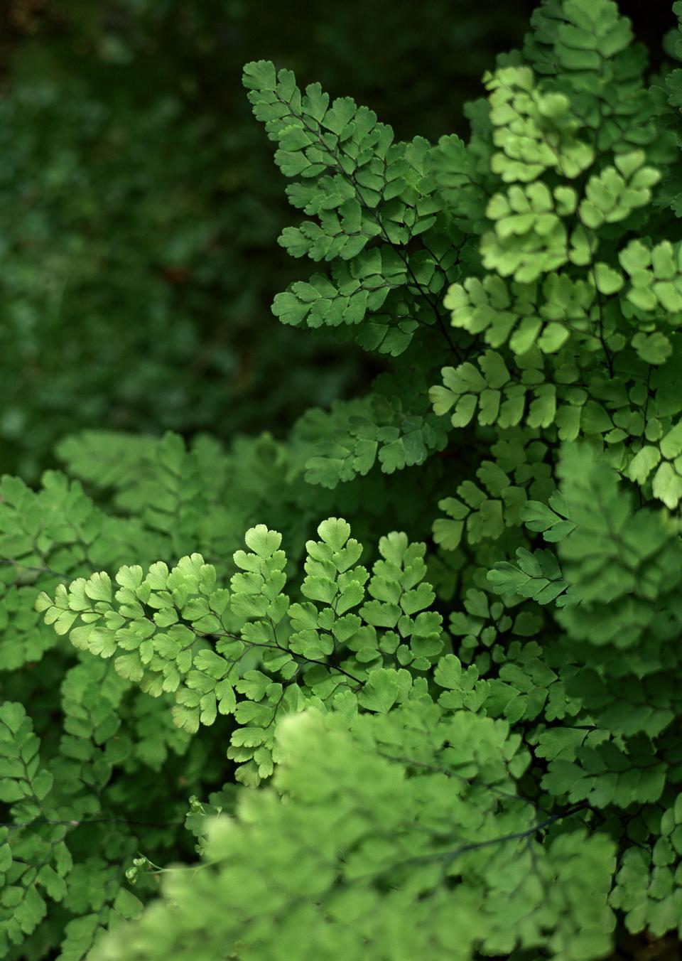 Free download high resolution image - free image free photo free stock image public domain picture  Green plants