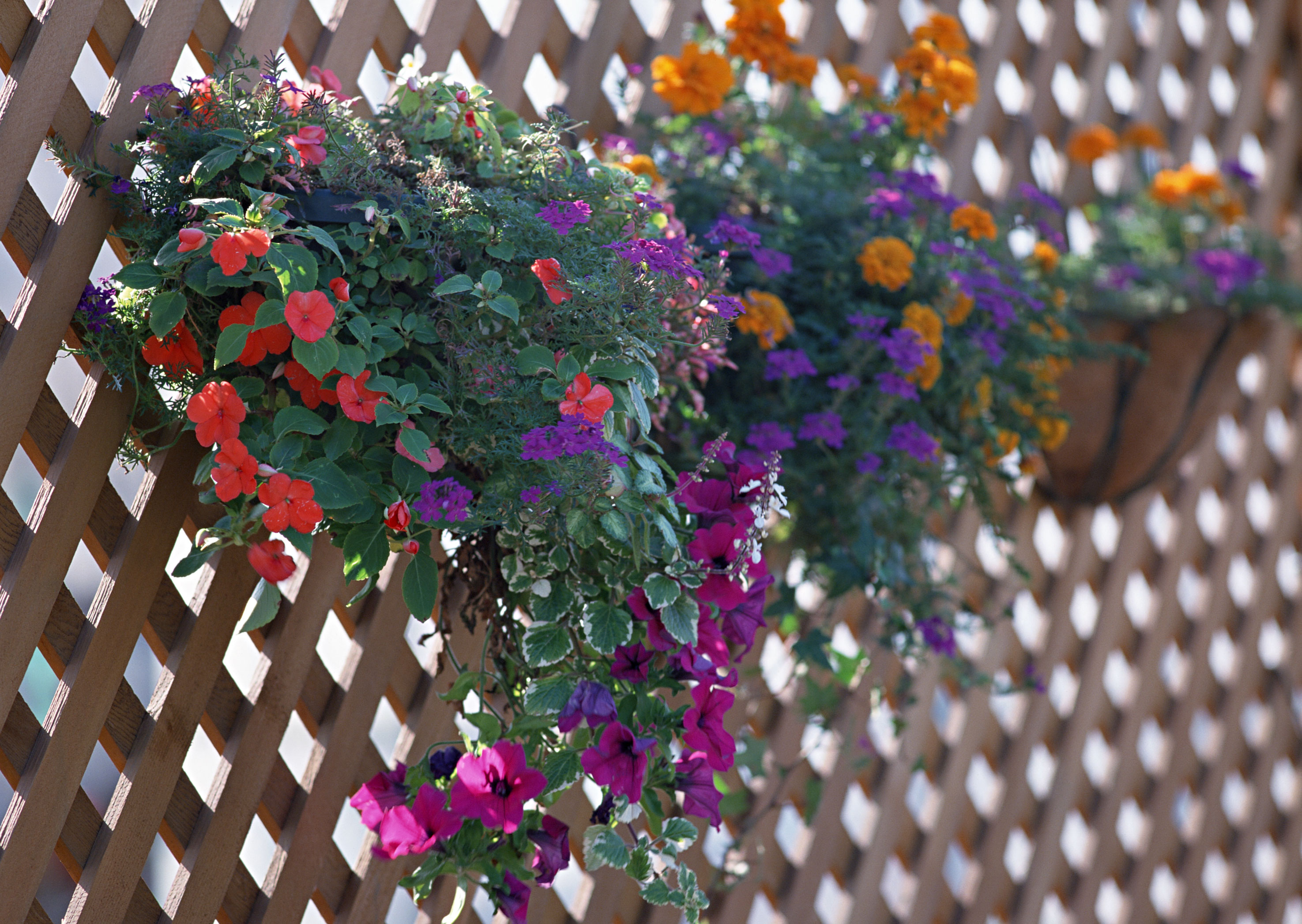 Free download high resolution image - free image free photo free stock image public domain picture -Vases on a balcony