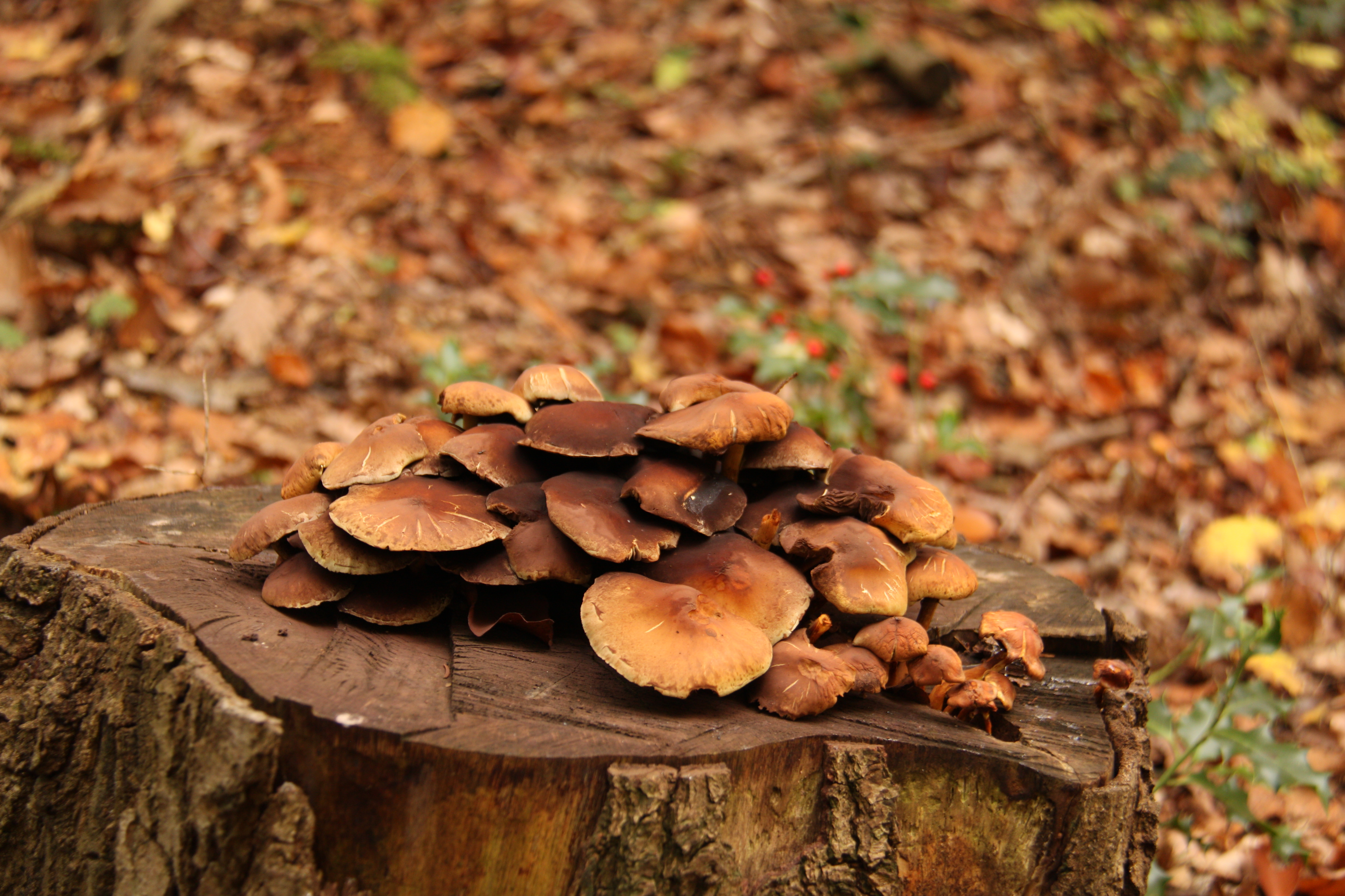 Free download high resolution image - free image free photo free stock image public domain picture -Mushrooms orange cap boletus