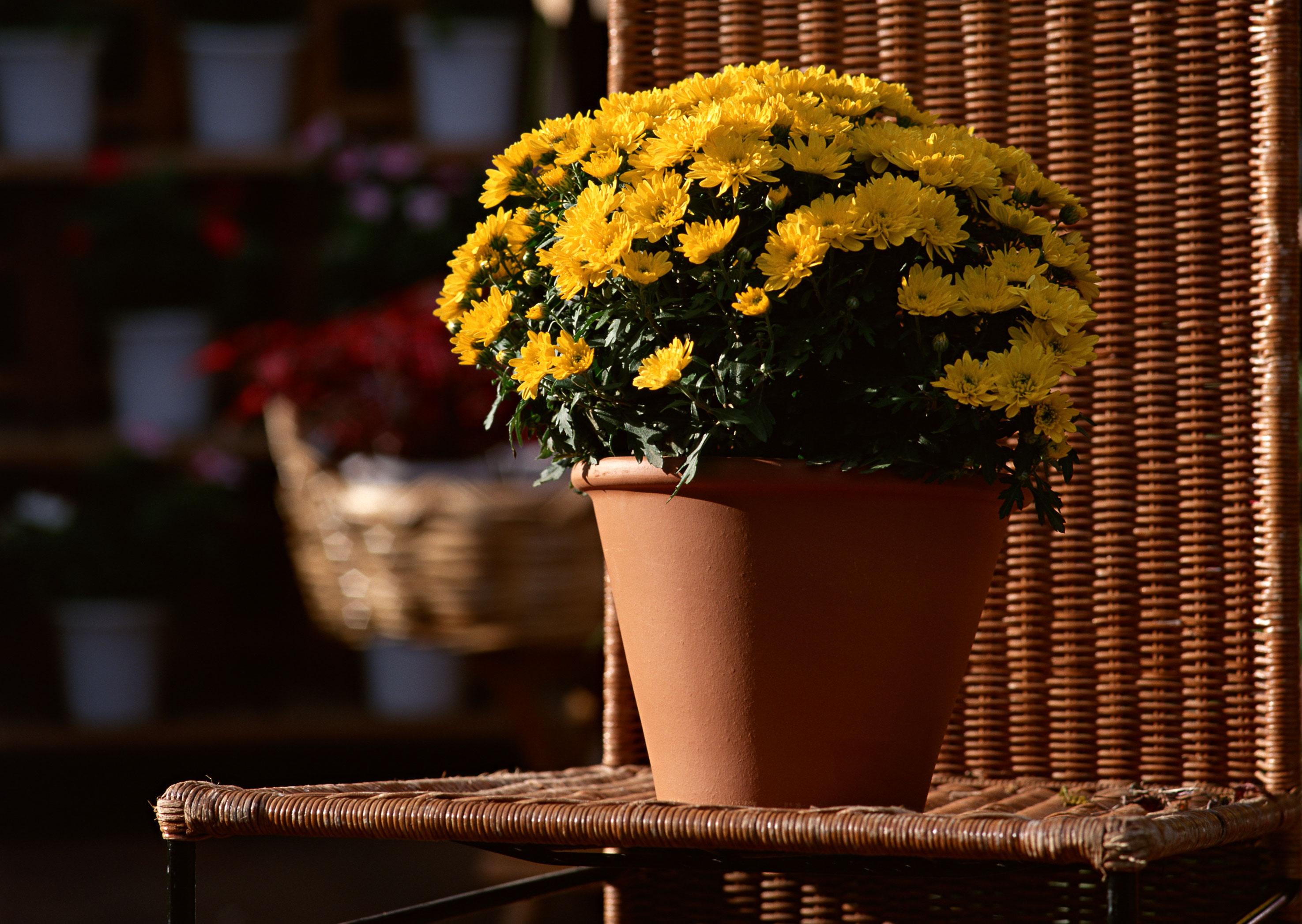 Free download high resolution image - free image free photo free stock image public domain picture -Yellow daisy flowers in pot on chair,