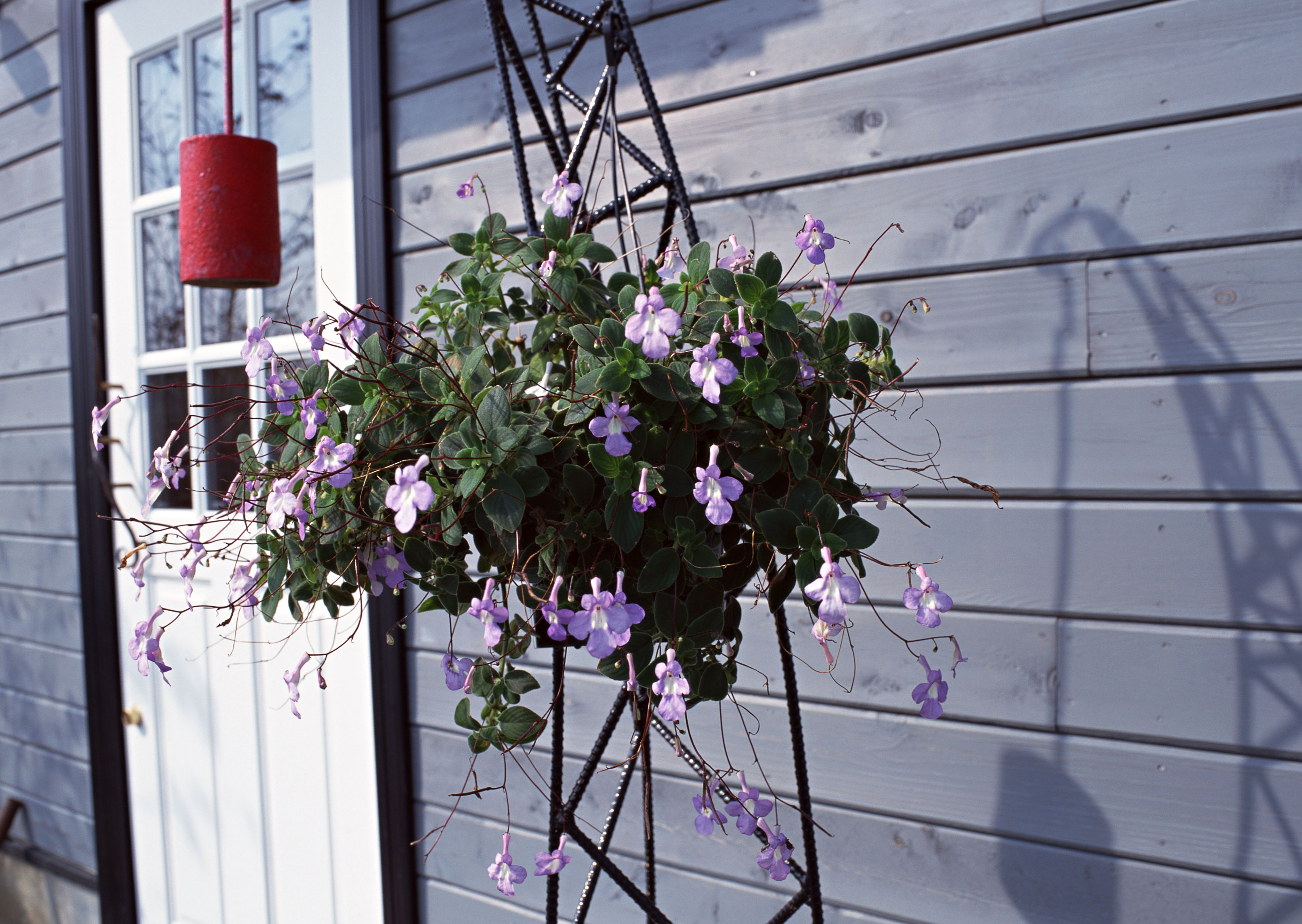 Free download high resolution image - free image free photo free stock image public domain picture -Flower pot on a brown wooden wall