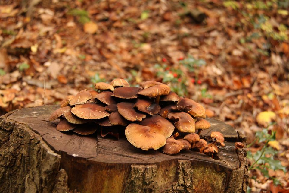 Free download high resolution image - free image free photo free stock image public domain picture  Mushrooms orange cap boletus