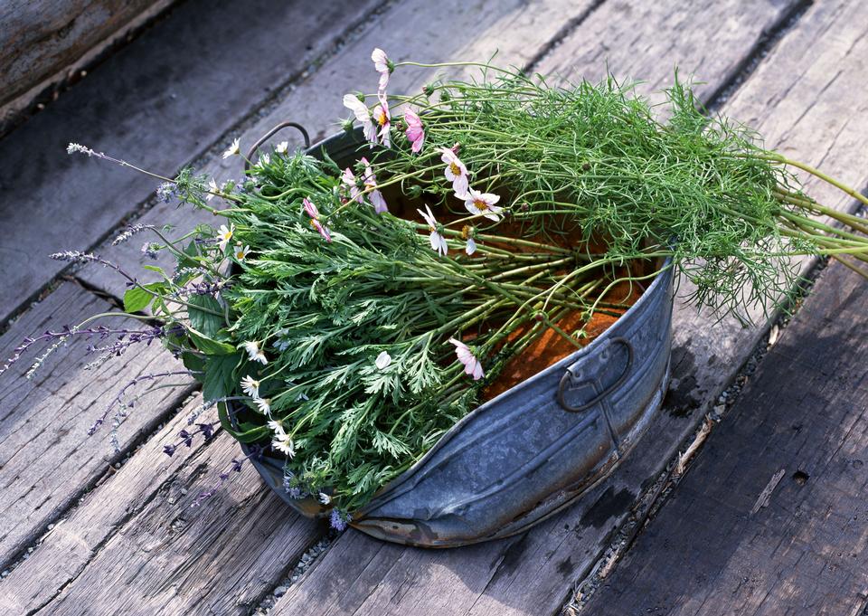 Free download high resolution image - free image free photo free stock image public domain picture  Fresh garden herbs and flower in recycled tin cans