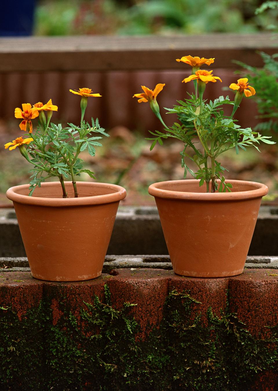 Free download high resolution image - free image free photo free stock image public domain picture  flowerpot on wood table