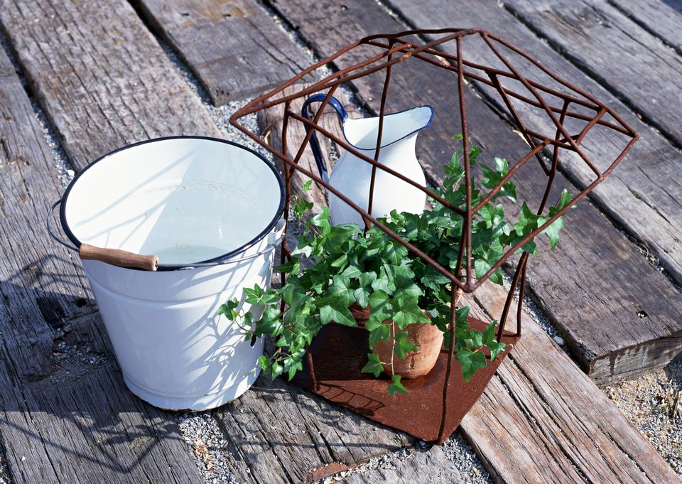 Free download high resolution image - free image free photo free stock image public domain picture  Green ivy in flowerpot