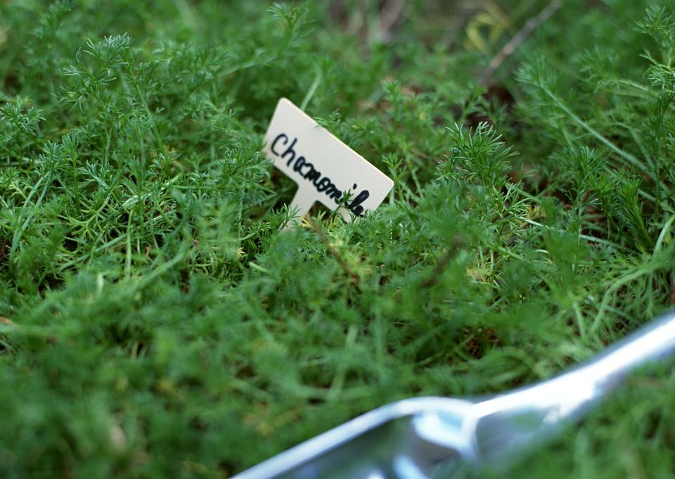 Free download high resolution image - free image free photo free stock image public domain picture  Gardening herb green chamomile