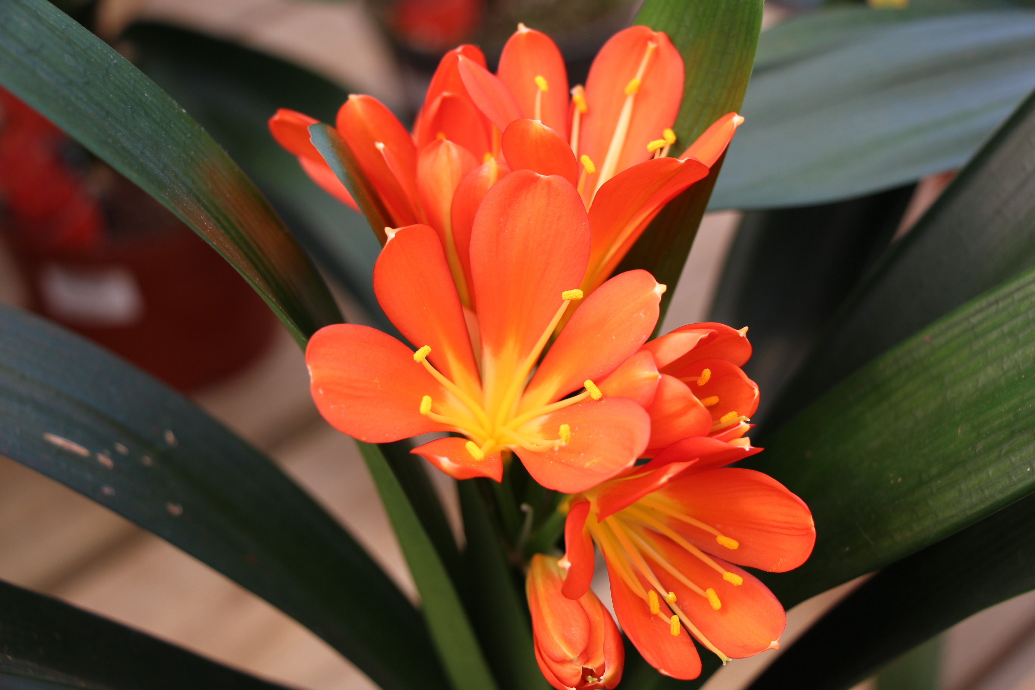 Free download high resolution image - free image free photo free stock image public domain picture -Clivia miniata or Kaffir lily Flower