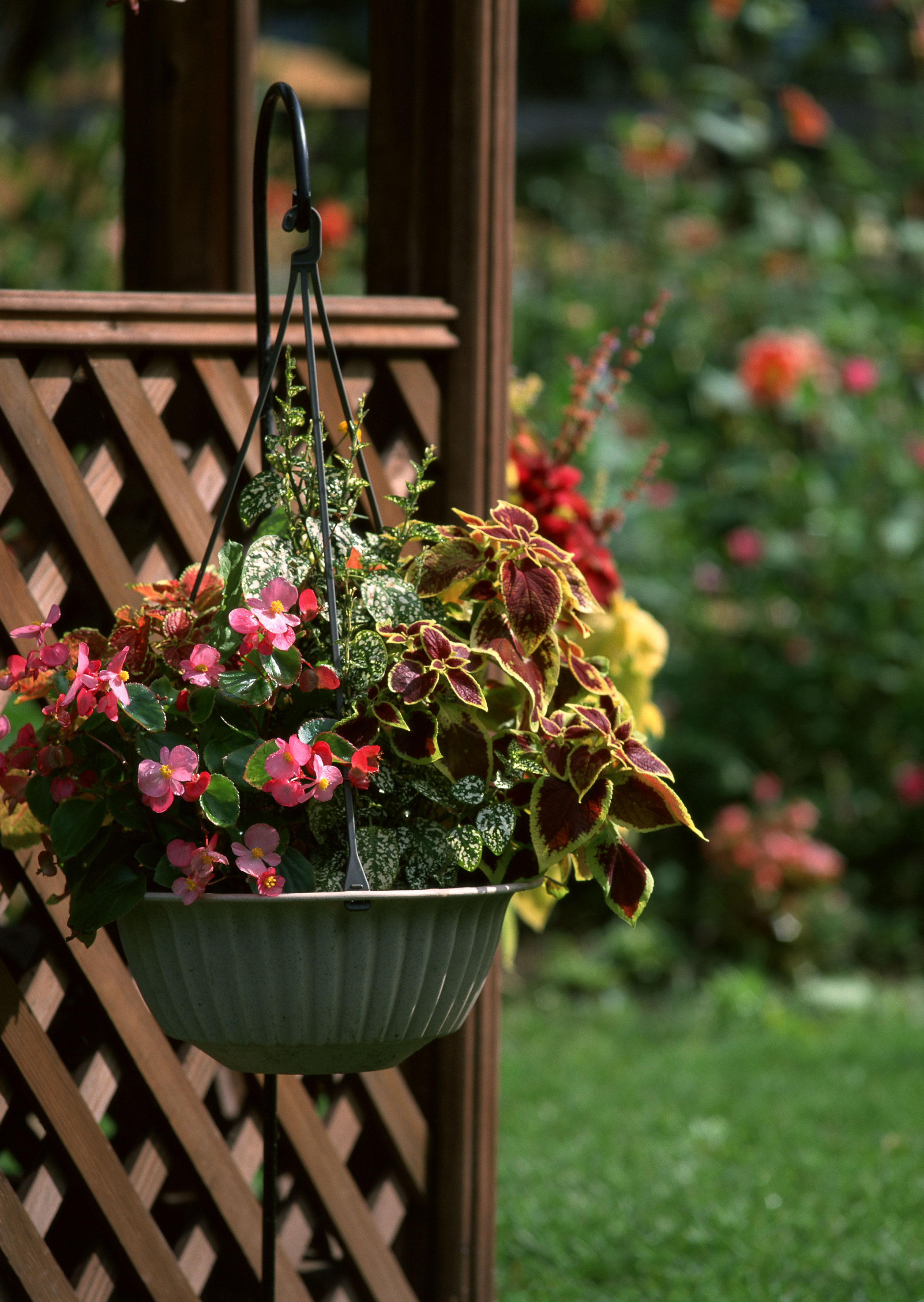 Free download high resolution image - free image free photo free stock image public domain picture -Wooden house deck decorated with flower pots