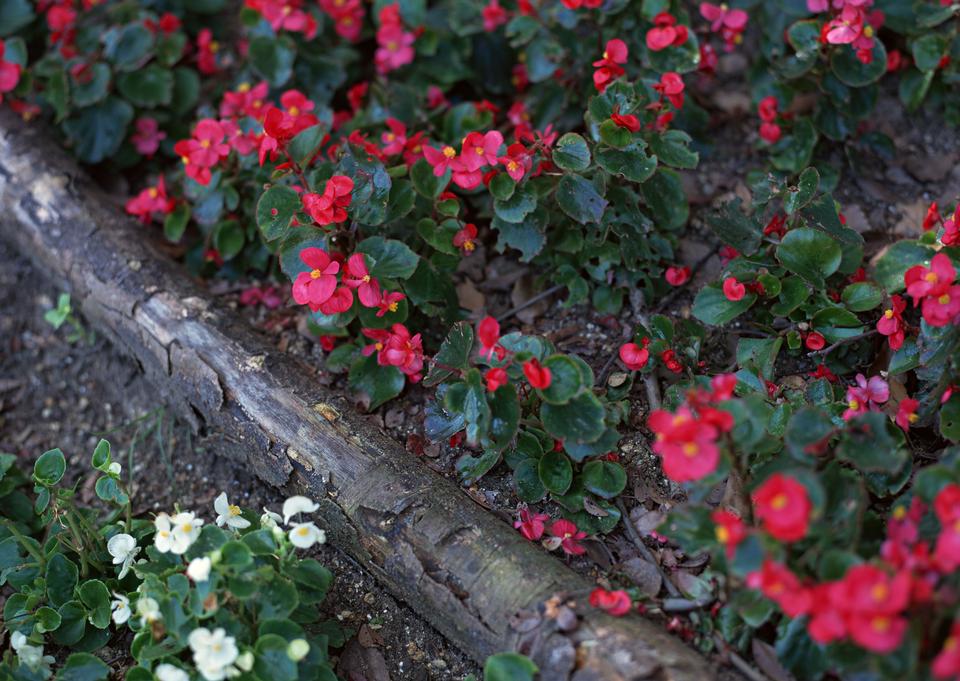 Free download high resolution image - free image free photo free stock image public domain picture  Red flowers in flowerpots on wood fence