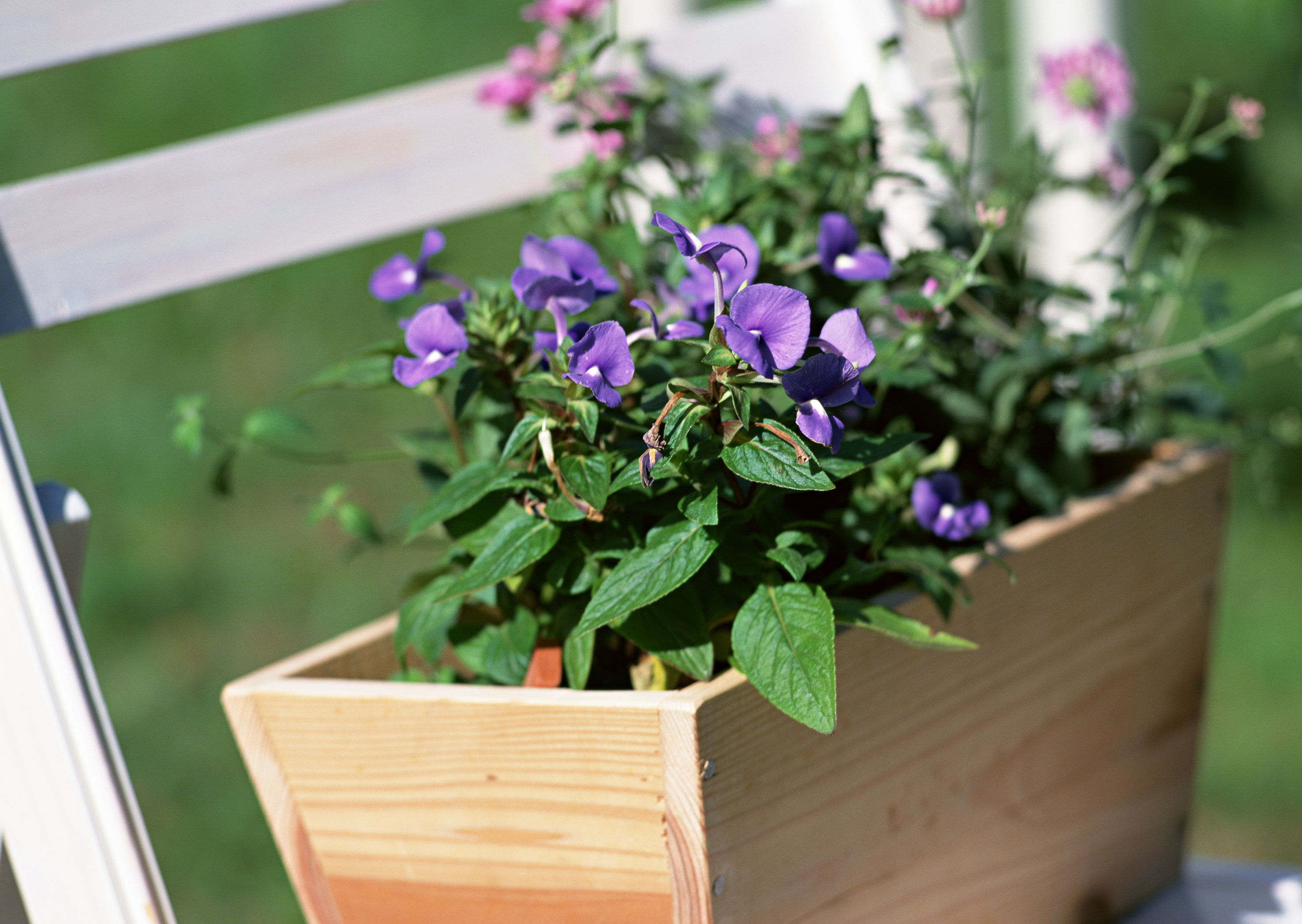 Free download high resolution image - free image free photo free stock image public domain picture -Flowers in wooden box, pots on chair