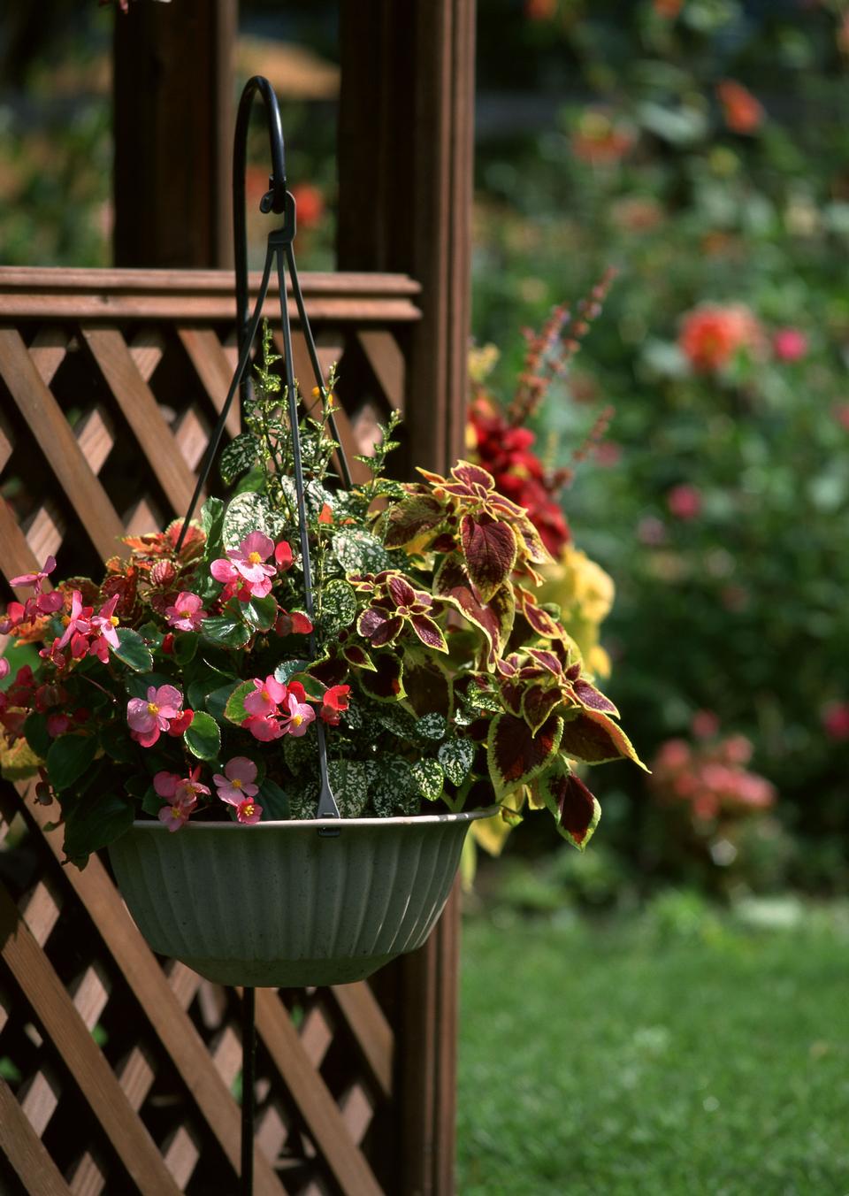 Free download high resolution image - free image free photo free stock image public domain picture  Wooden house deck decorated with flower pots