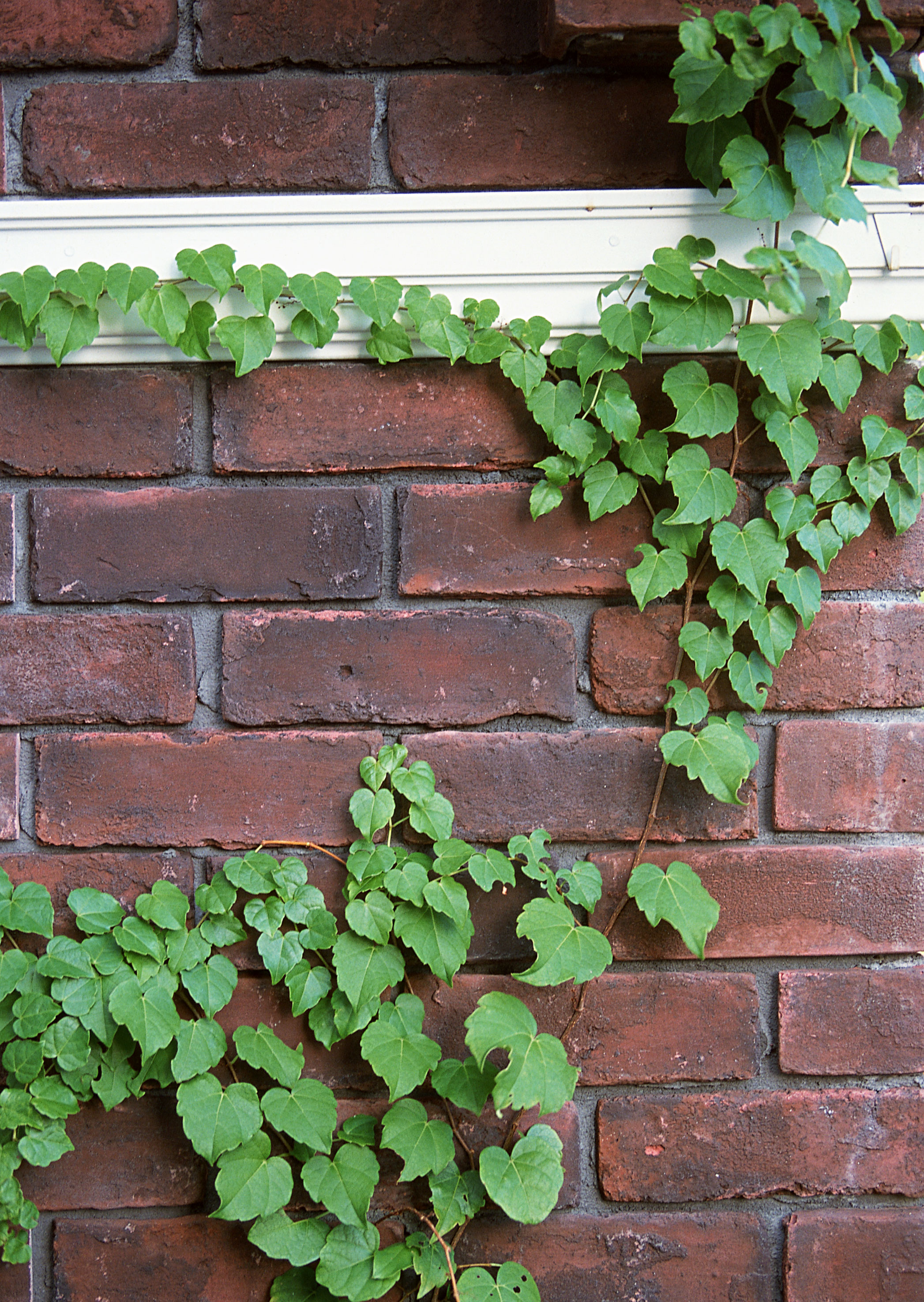 Free download high resolution image - free image free photo free stock image public domain picture -Green ivy on background of brick wall texture