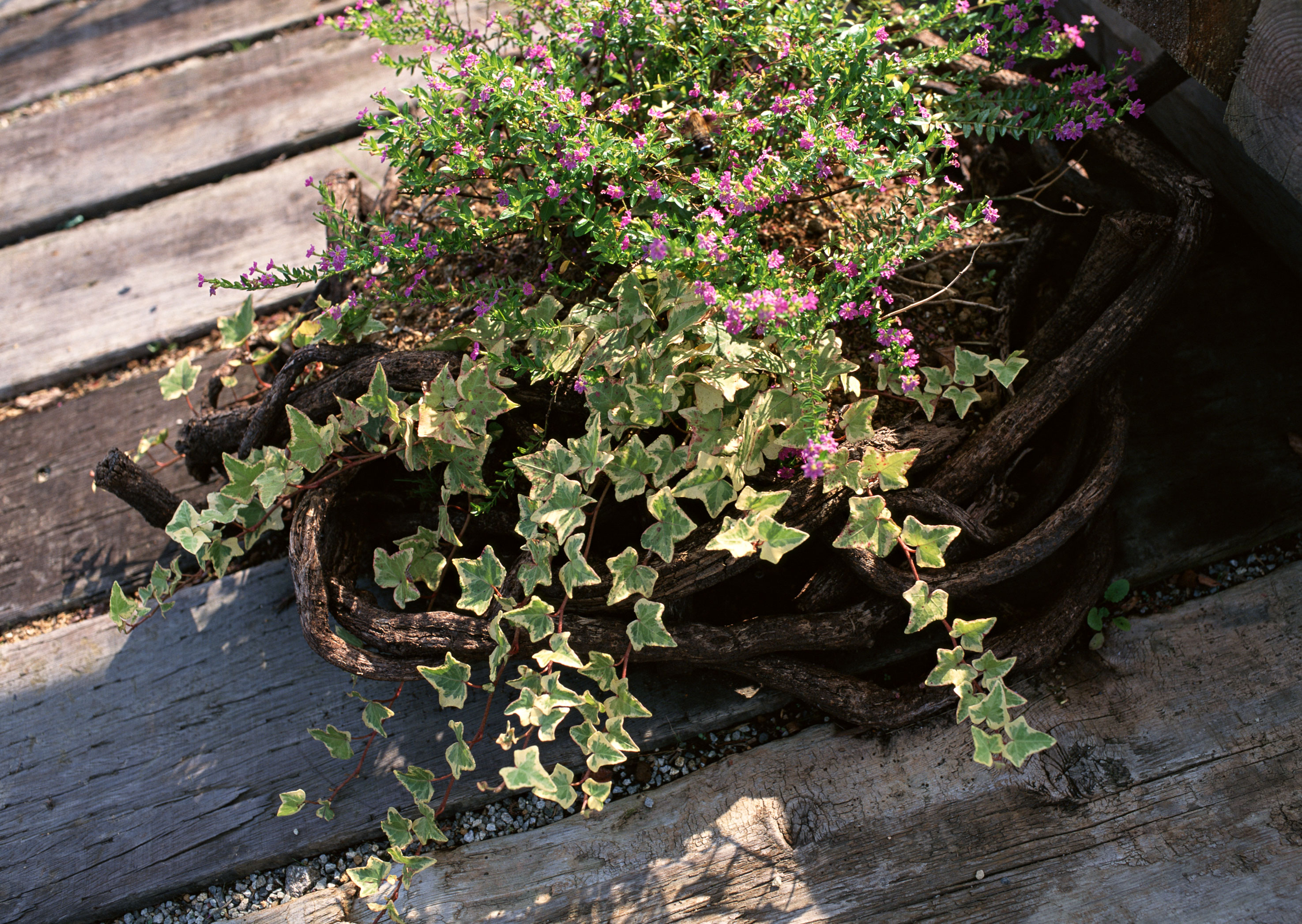 Free download high resolution image - free image free photo free stock image public domain picture -On the patio