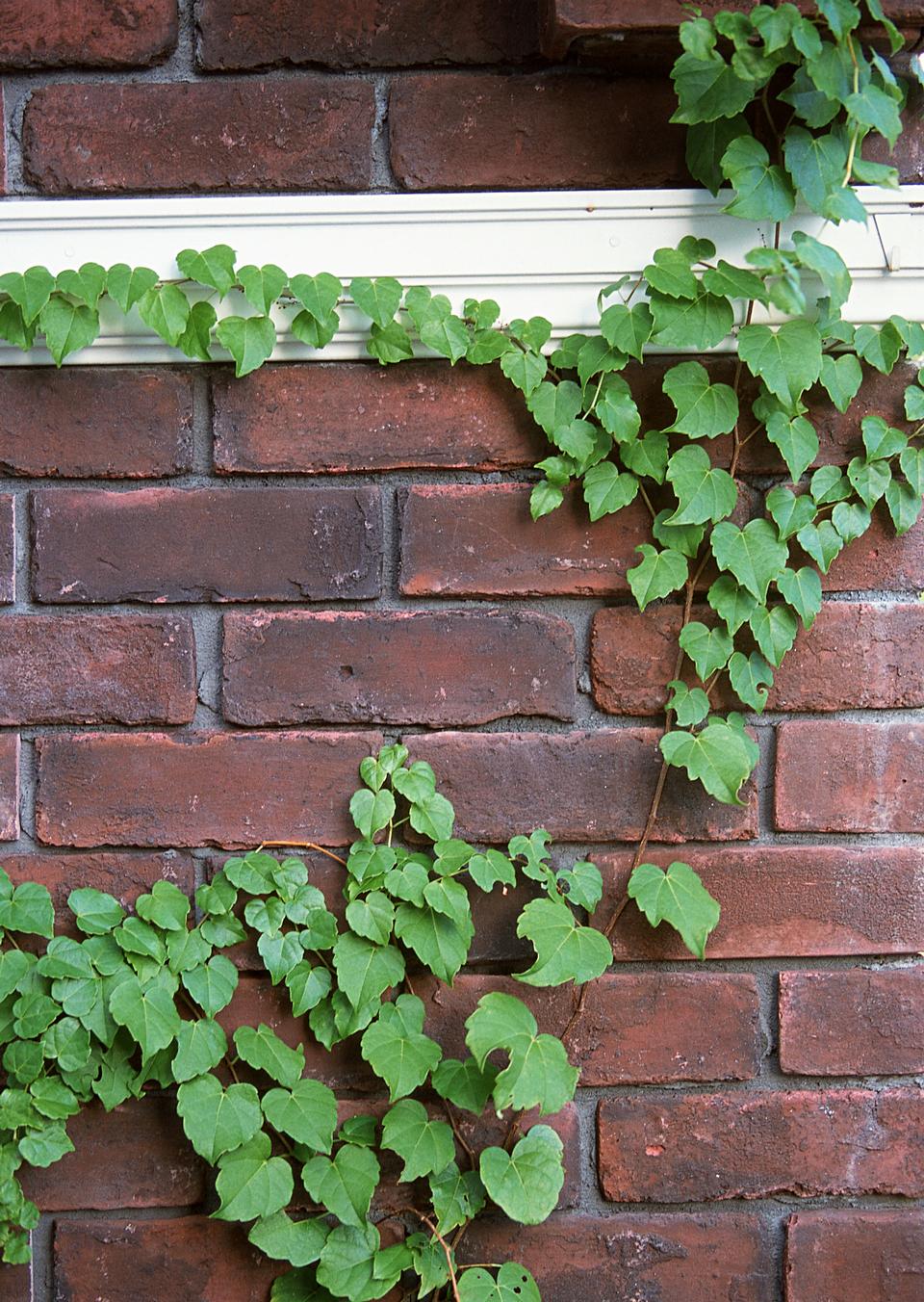 Free download high resolution image - free image free photo free stock image public domain picture  Green ivy on background of brick wall texture