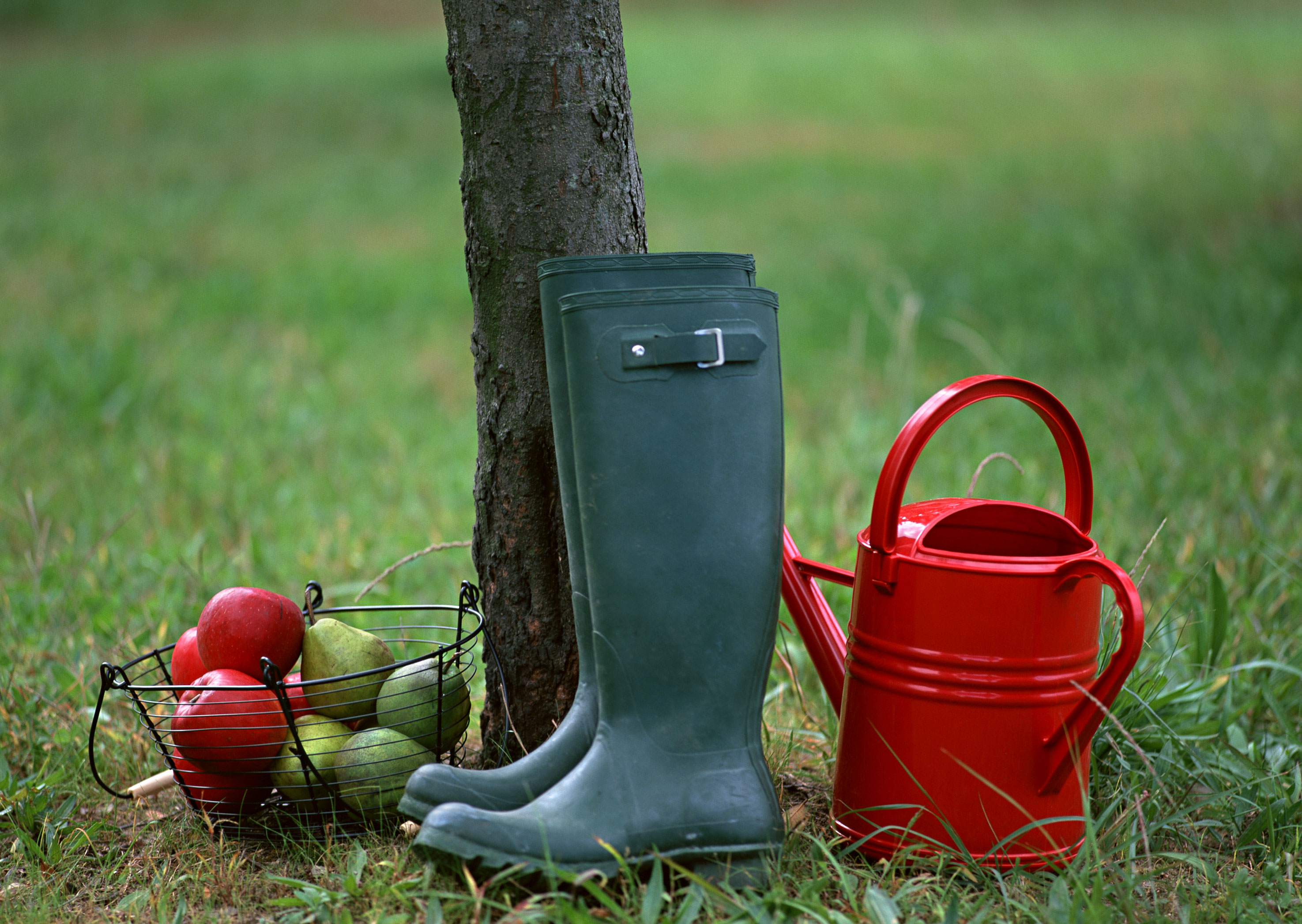 Free download high resolution image - free image free photo free stock image public domain picture -Gardening tools on grass