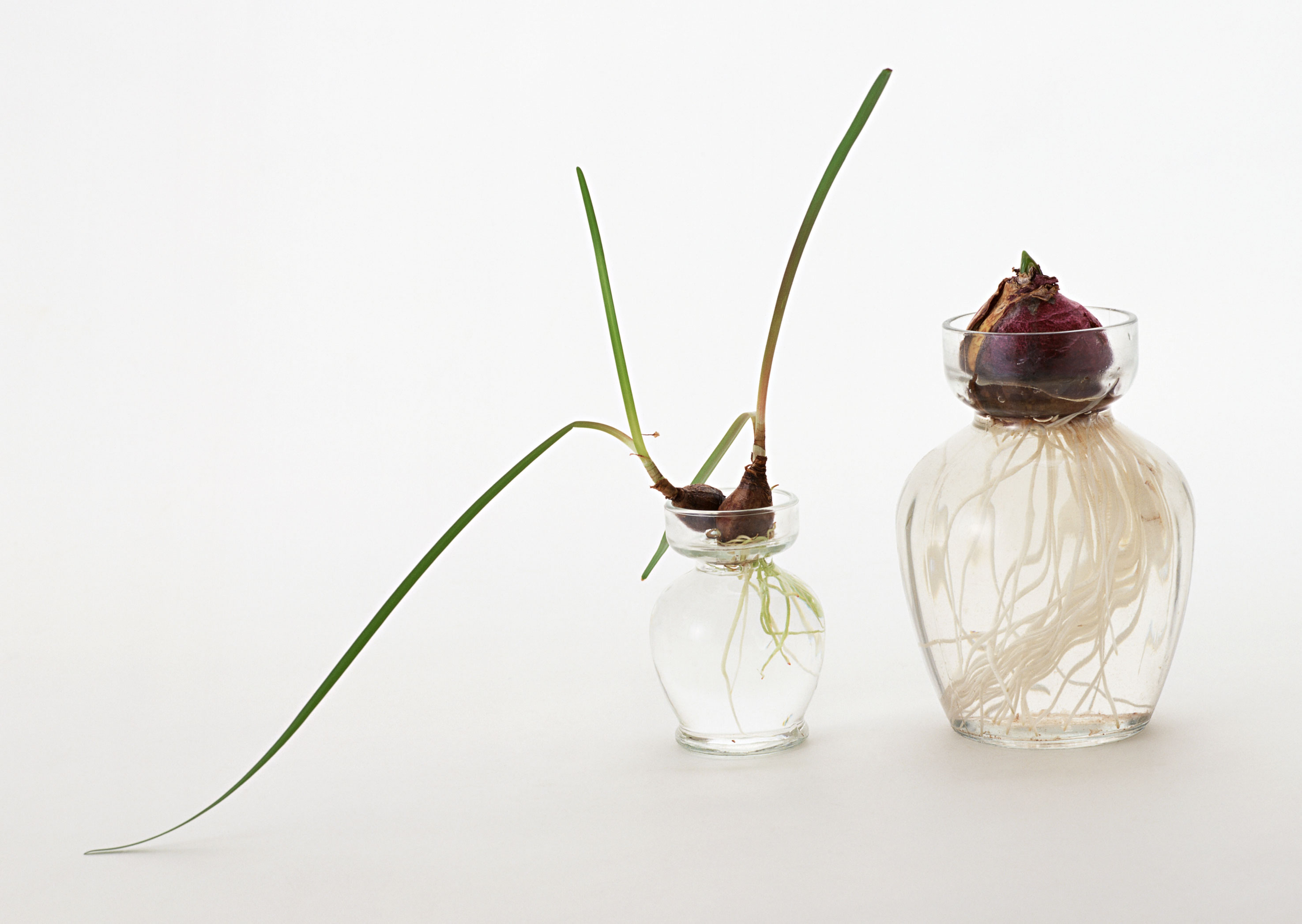 Free download high resolution image - free image free photo free stock image public domain picture -An image of a bulb of onion in a glass with water